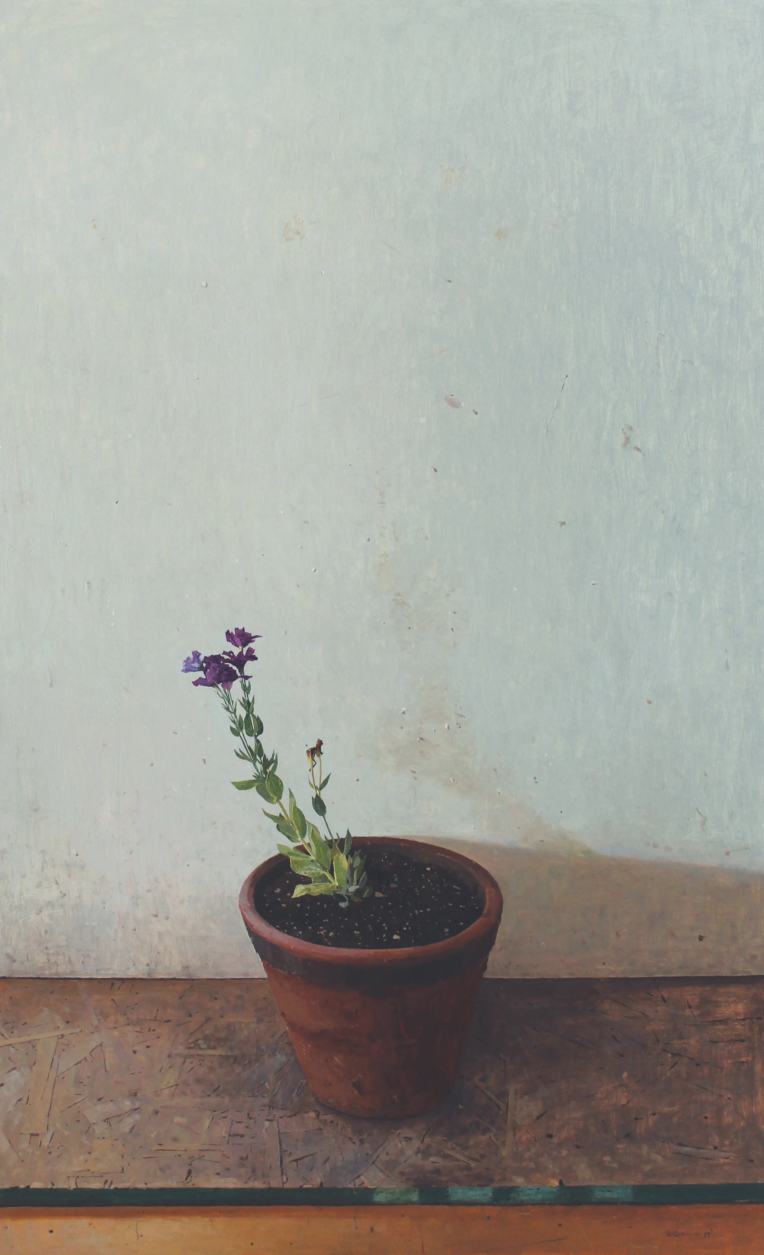 Purple Flowers 