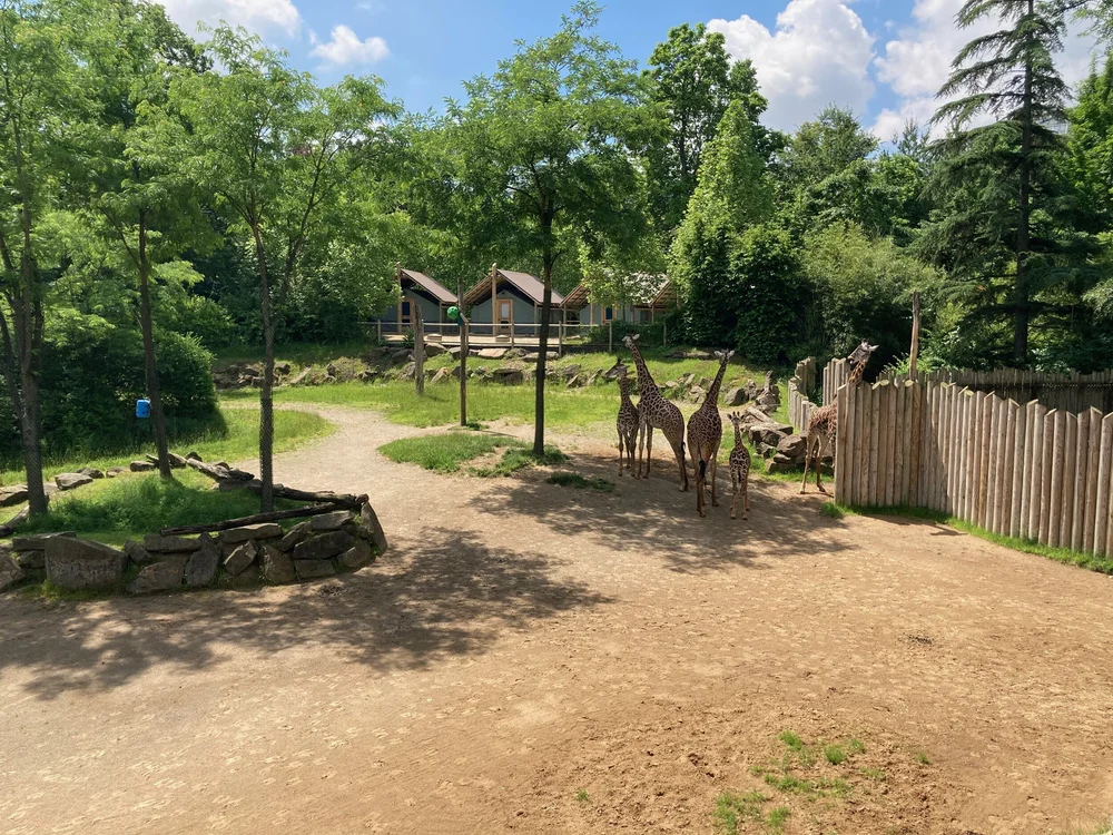 Africa Exhibit — Gregory Gates Architect