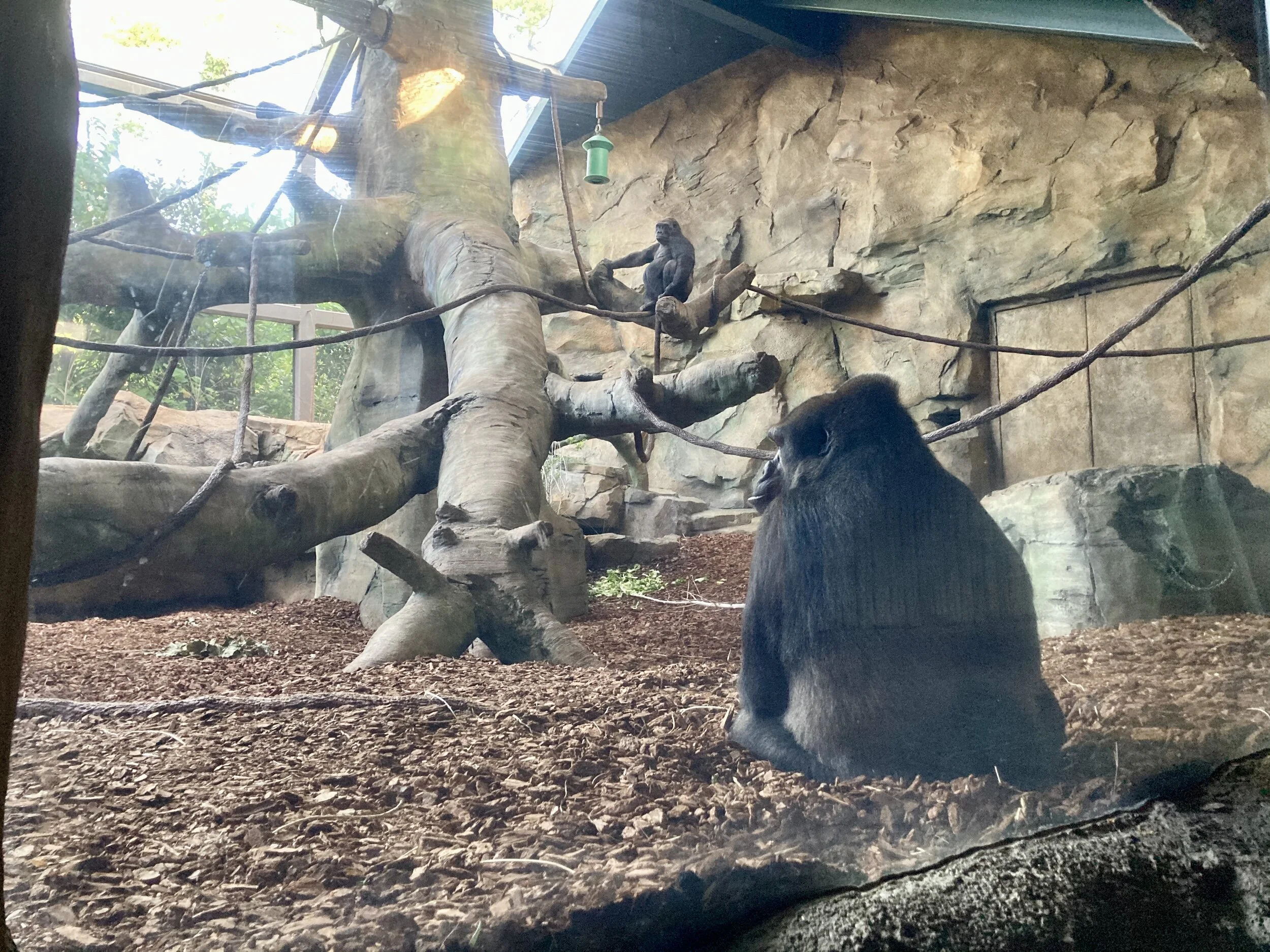 Gorilla World Expansion