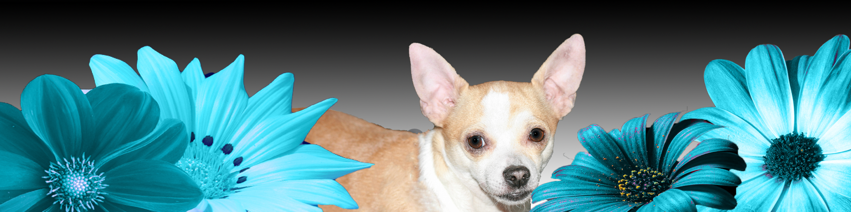 ollie-banner2.png