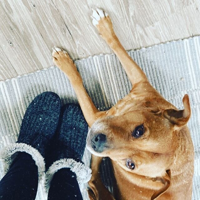 Working from home today has its perks. Slippers and these paws close by. I may look put together on top but the bottom half is nice a cozy.