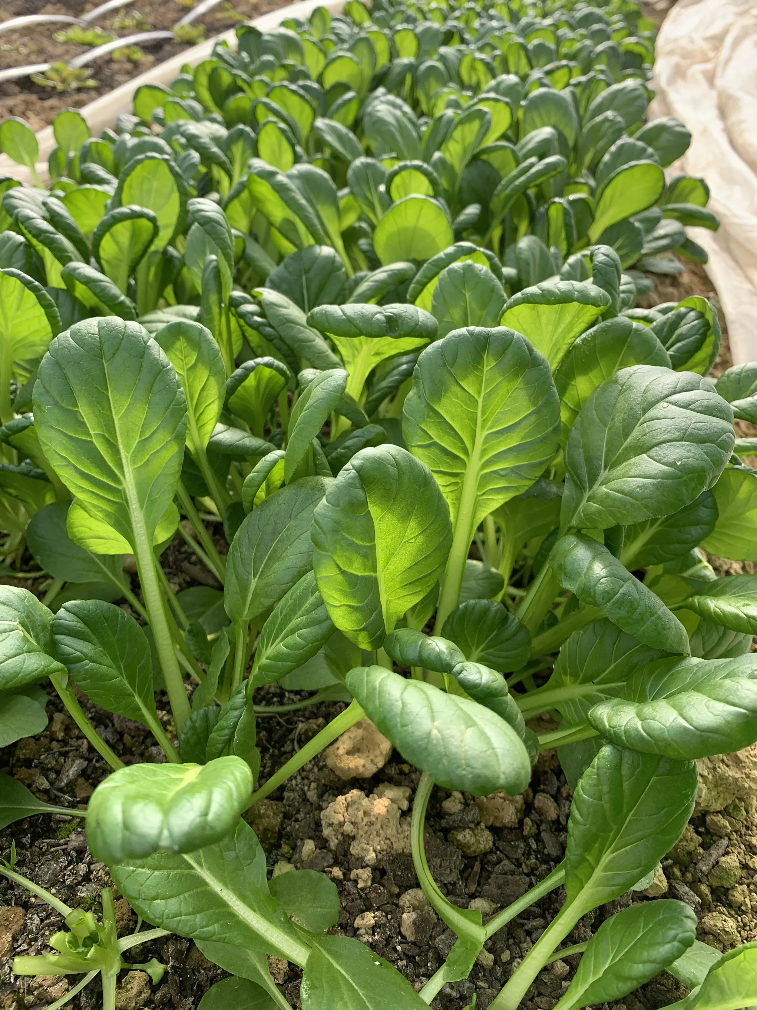 Tatsoi.jpg