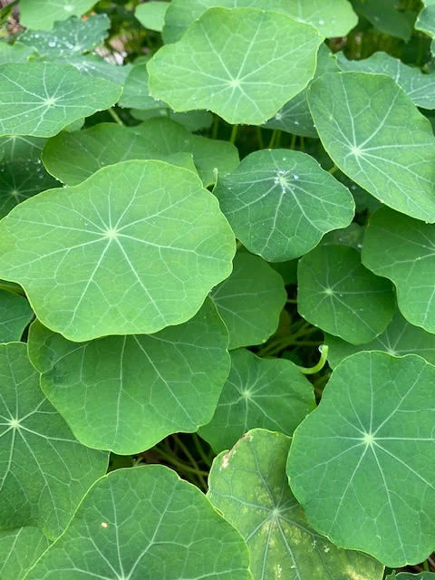 nasturtium leaves.jpg