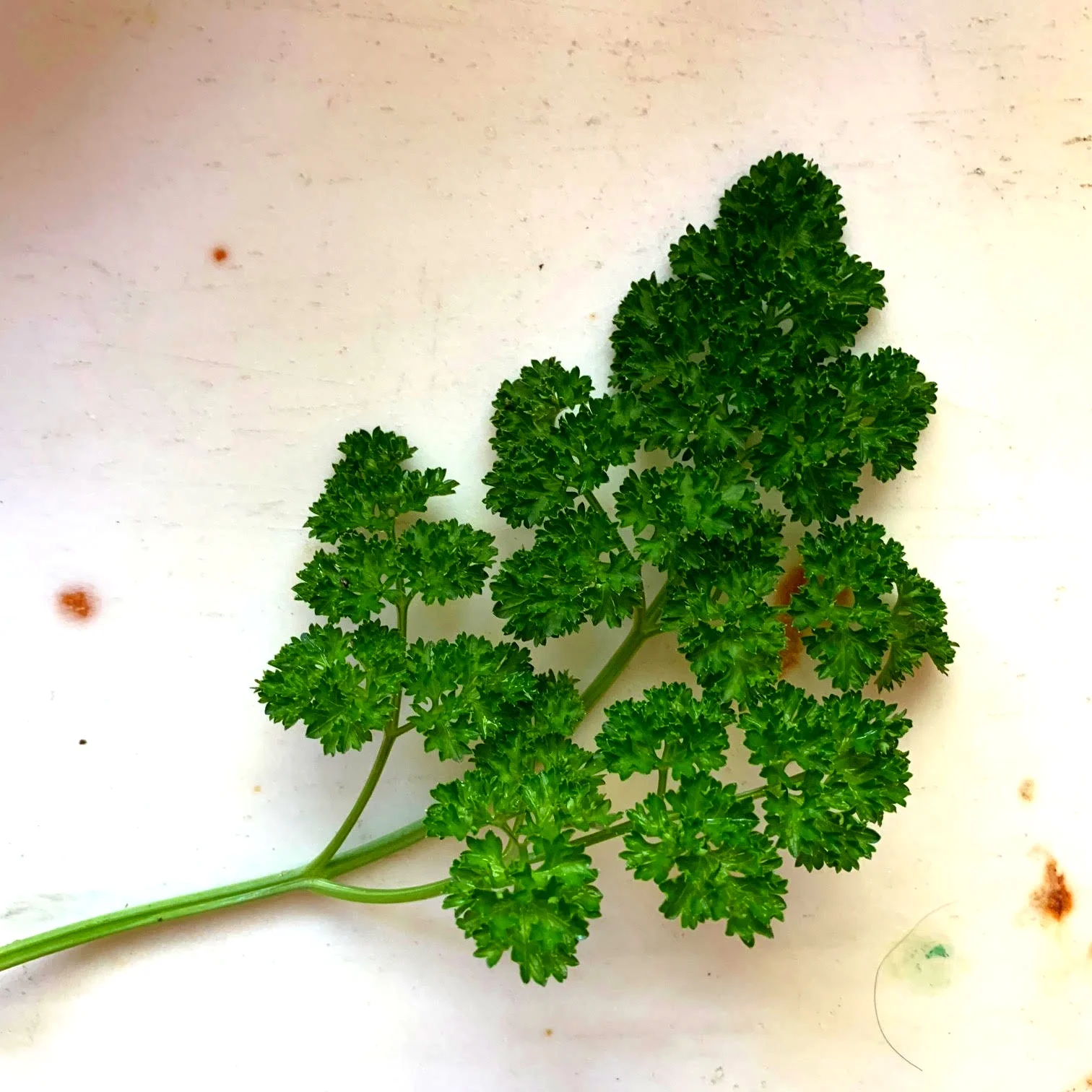 Parsley+Sprig.jpg