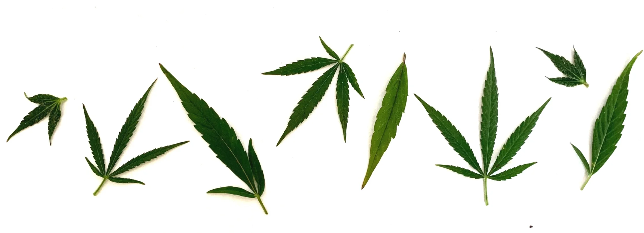 Hemp+Banner+Horizontal.jpg