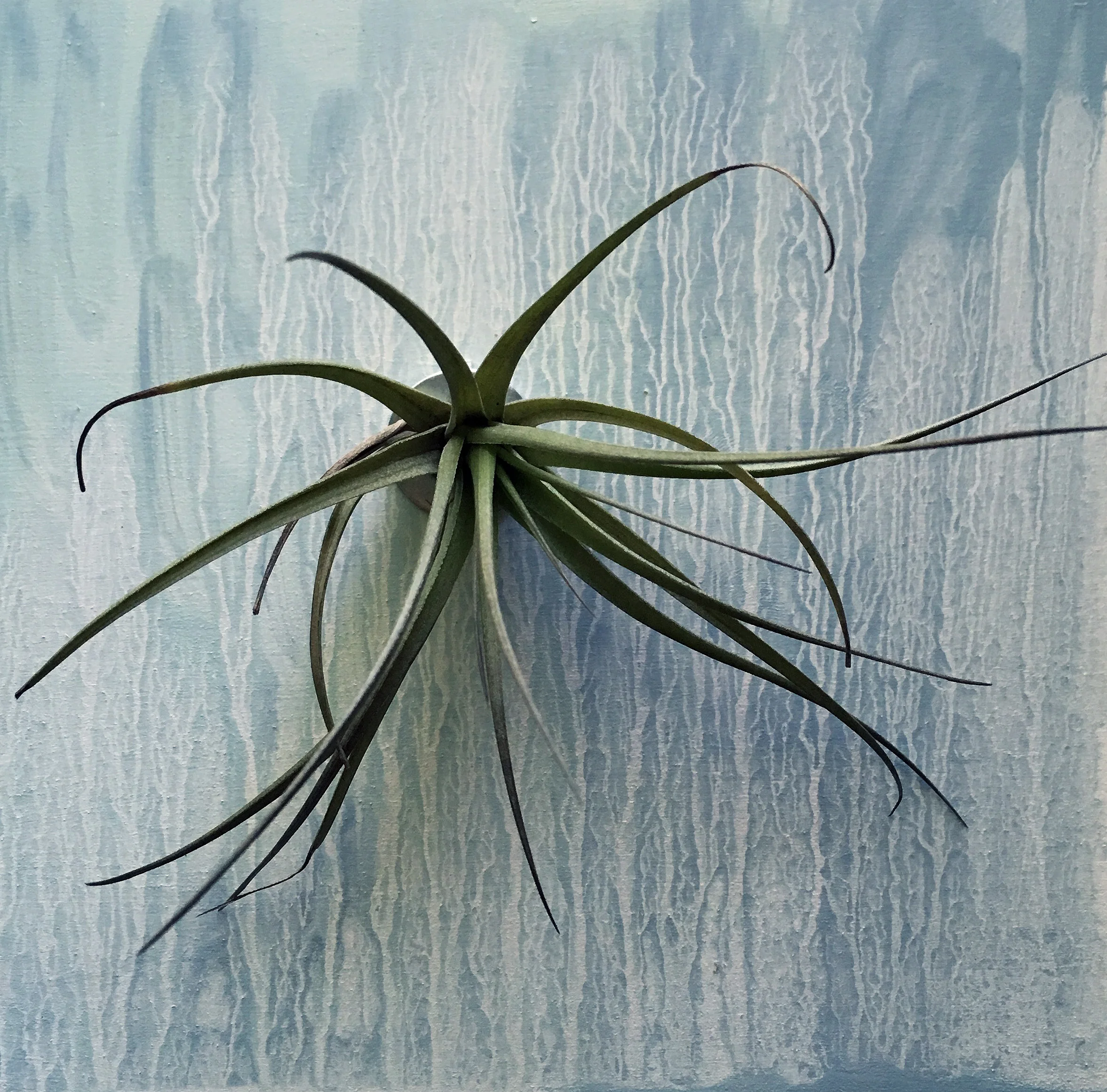 Blue_Plant_2.jpg