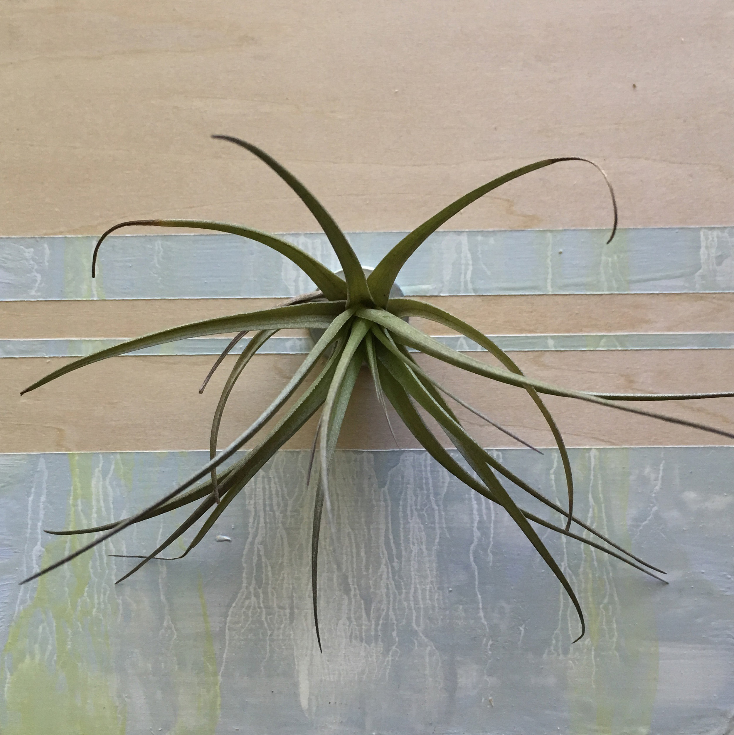 Plant_10.jpg