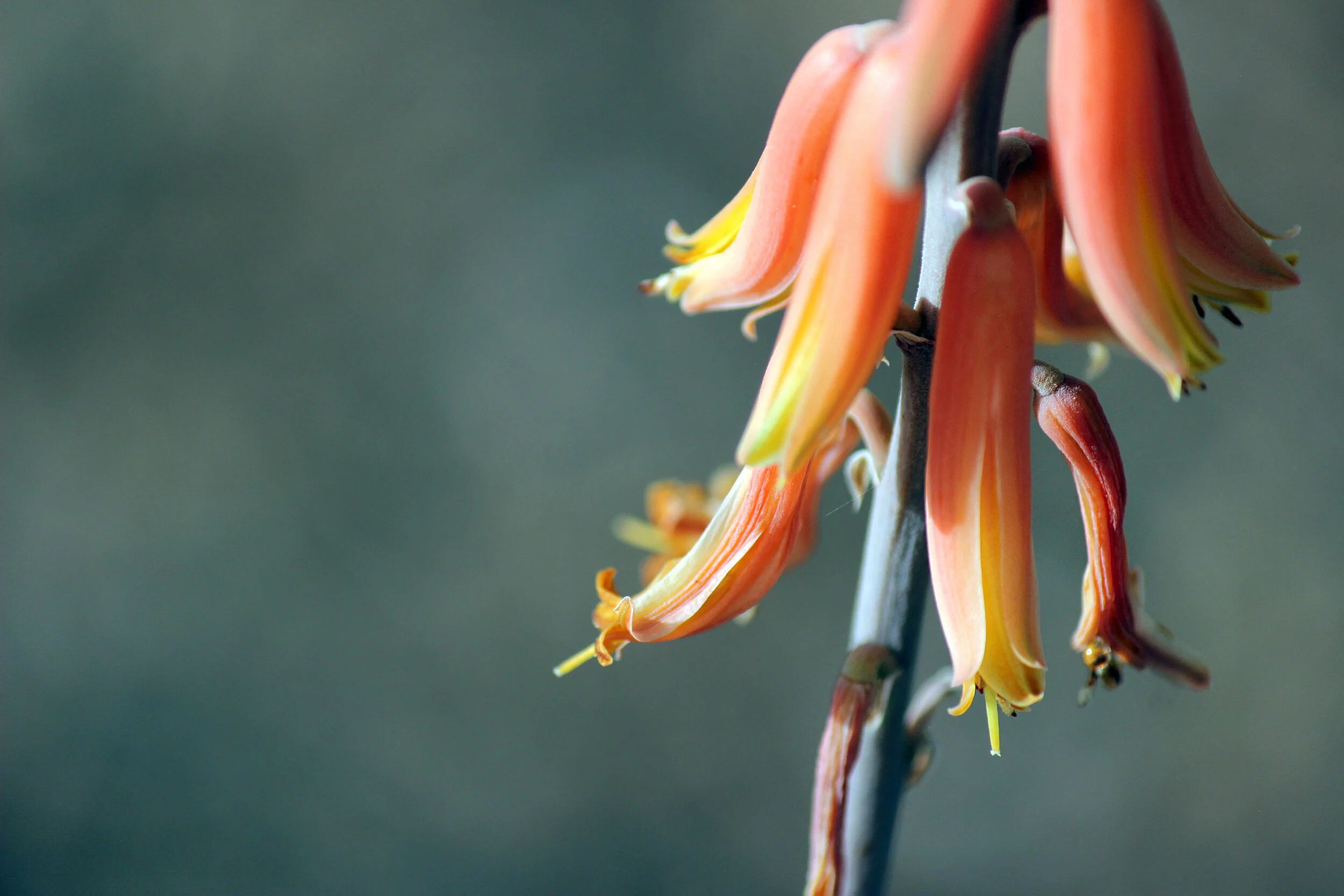 DesertFlowersAtDusk.JPG