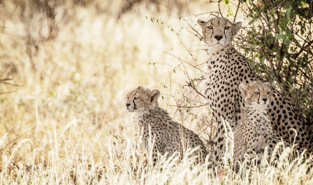 Cheetah