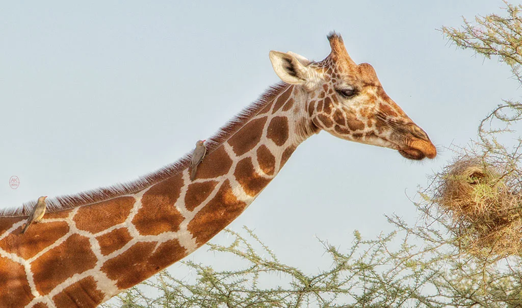 Reticulated Giraffe