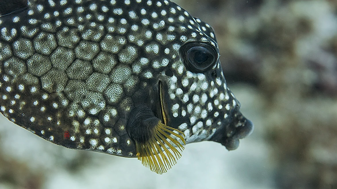 Box Fish