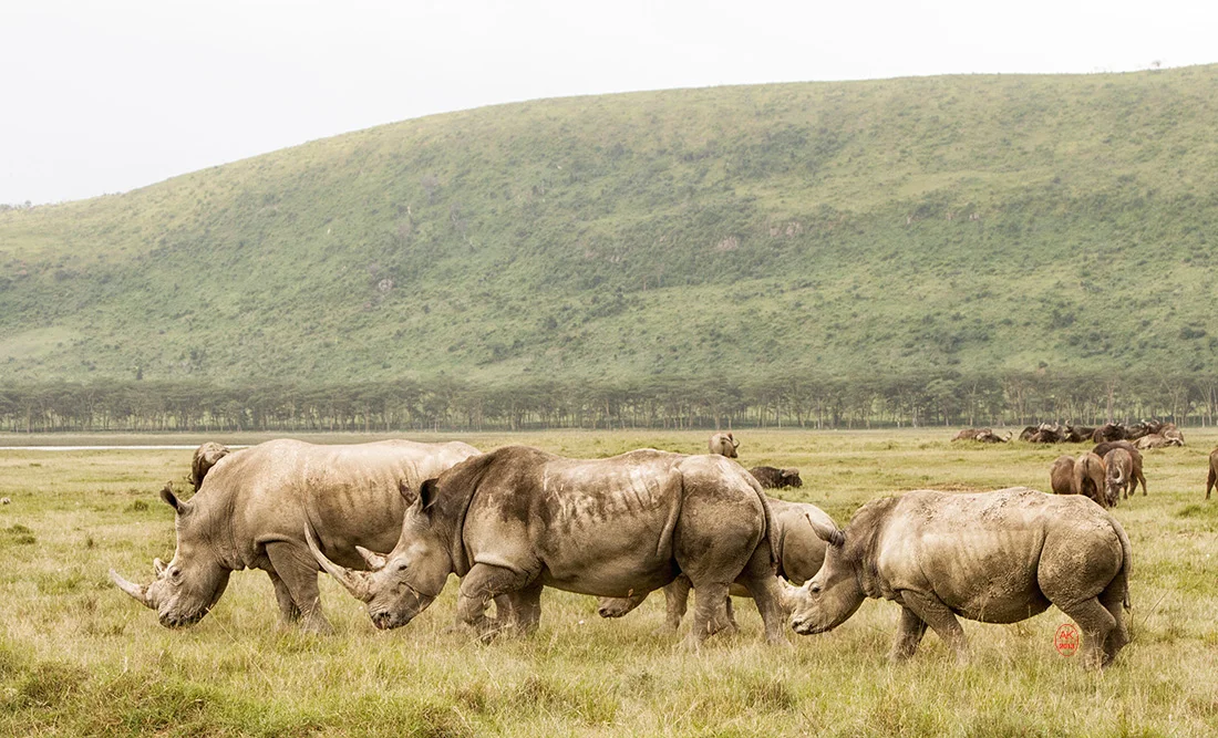 Rhinos, Lake Nakuru, Kenya
