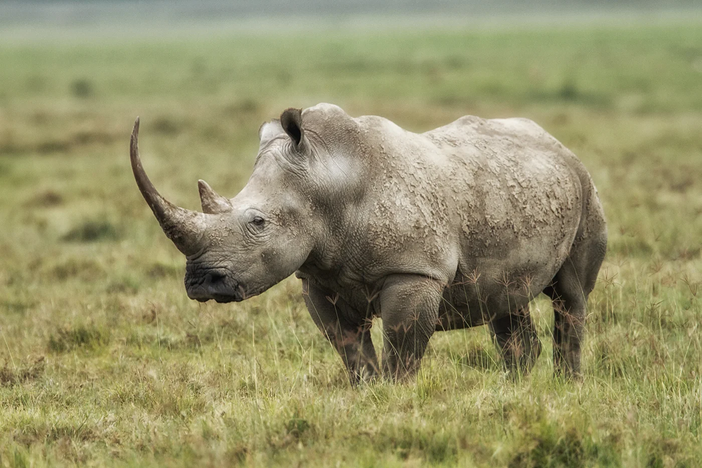 rhinonakuru_0481.jpg