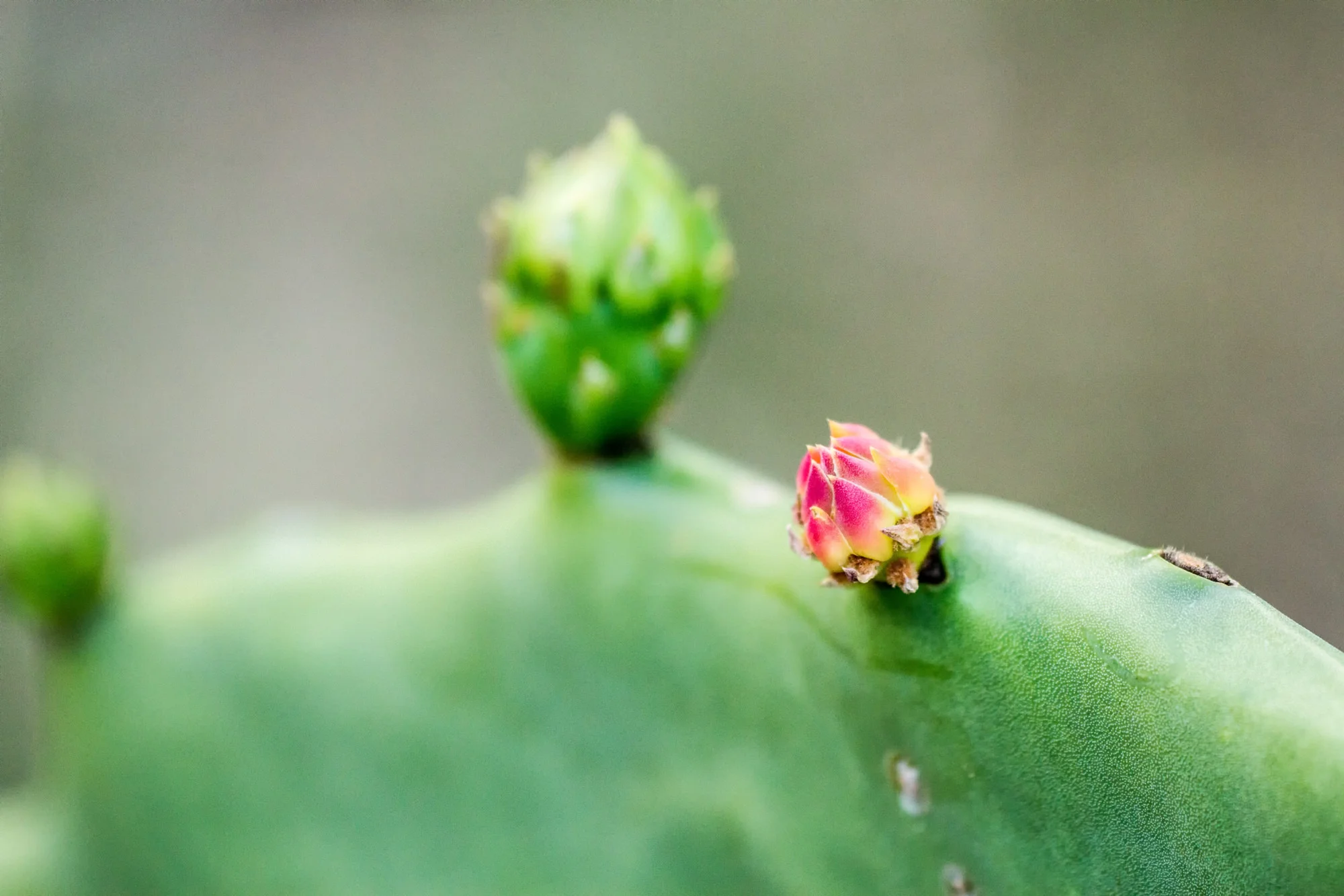 Prickly Pear Paddle, Florida, USA
