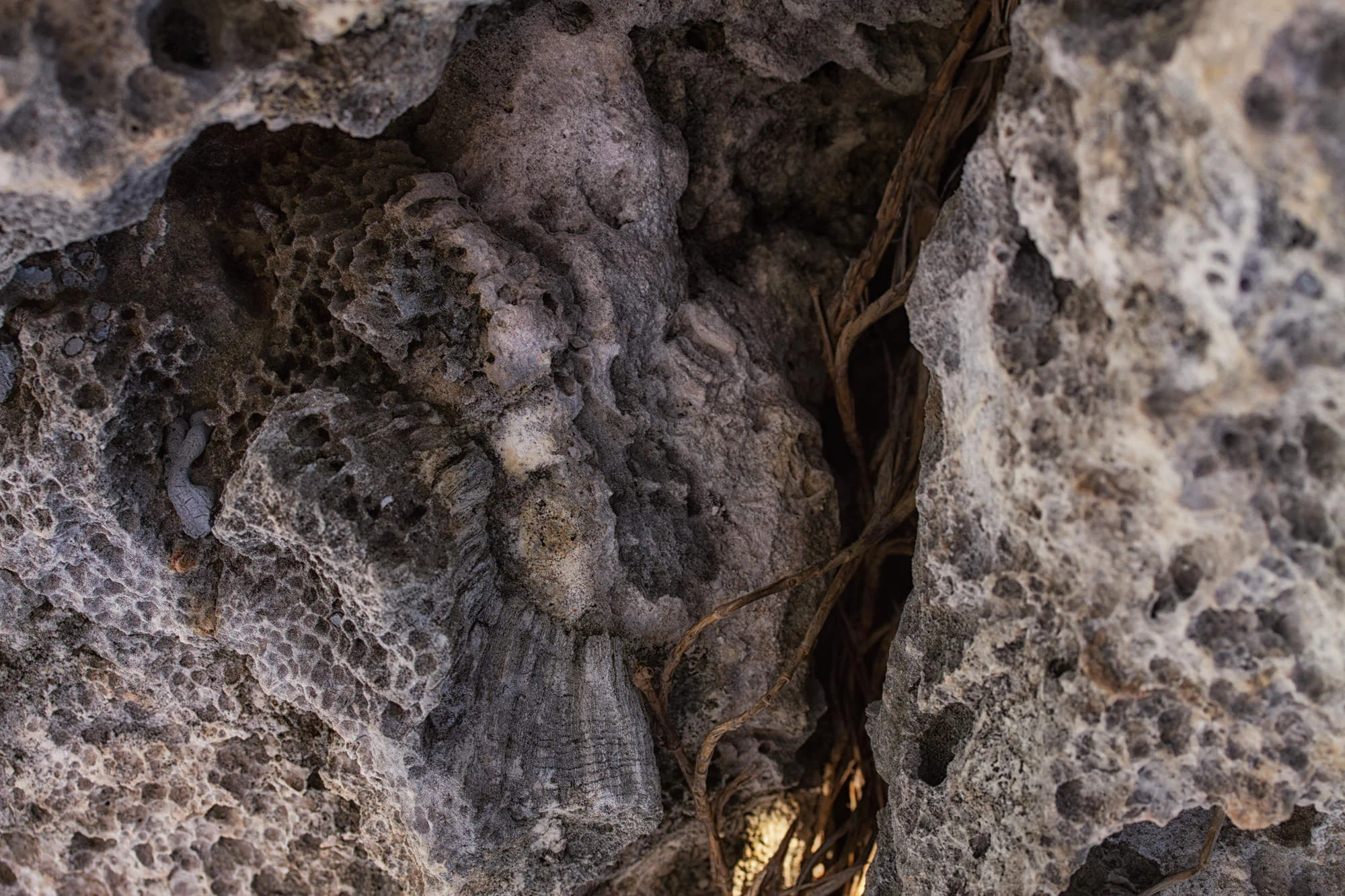 Dominican Republic Fossils