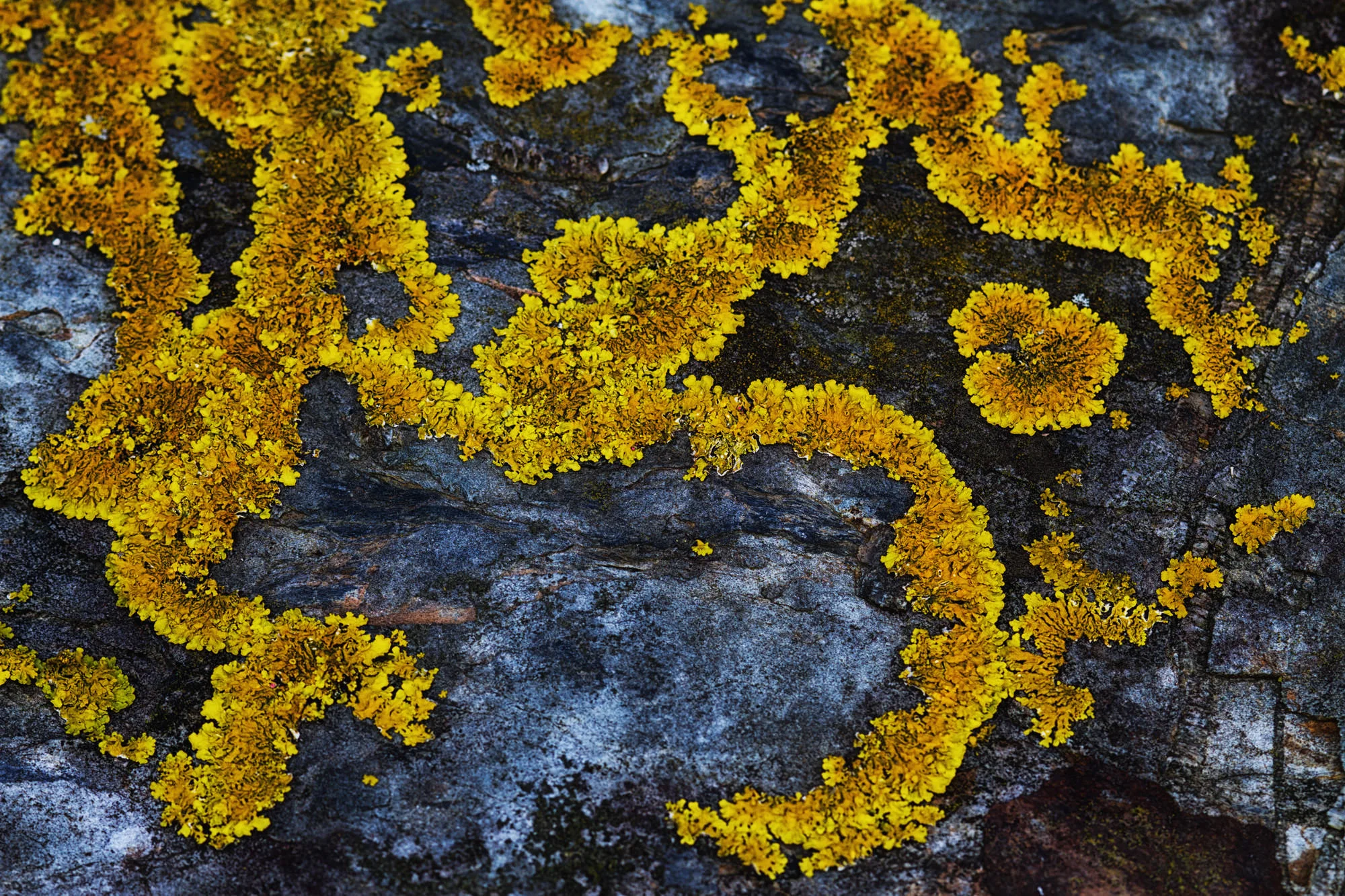 Amber Lichen