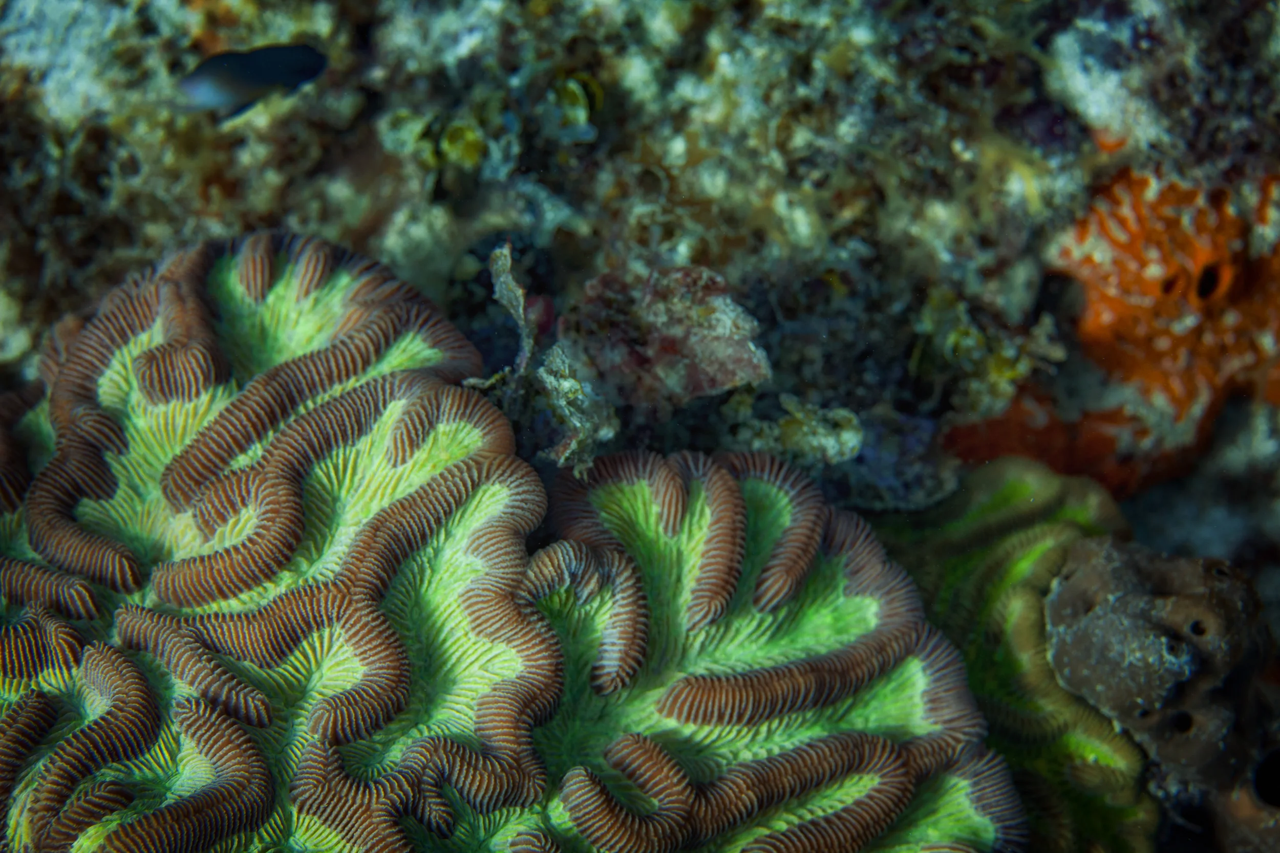 Coral