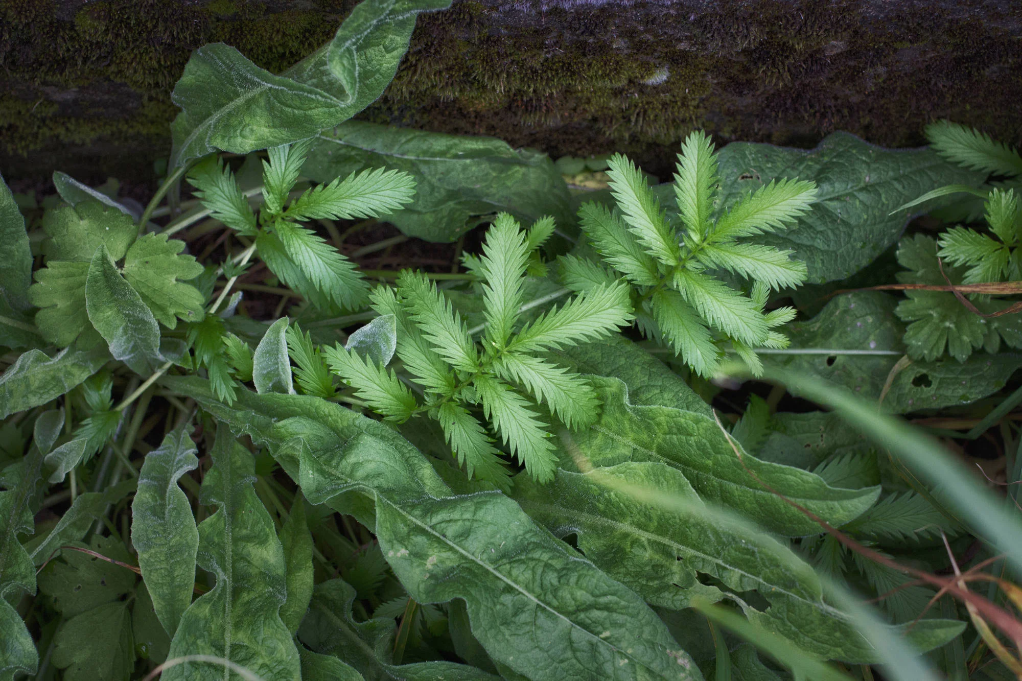 Roadside Weeds