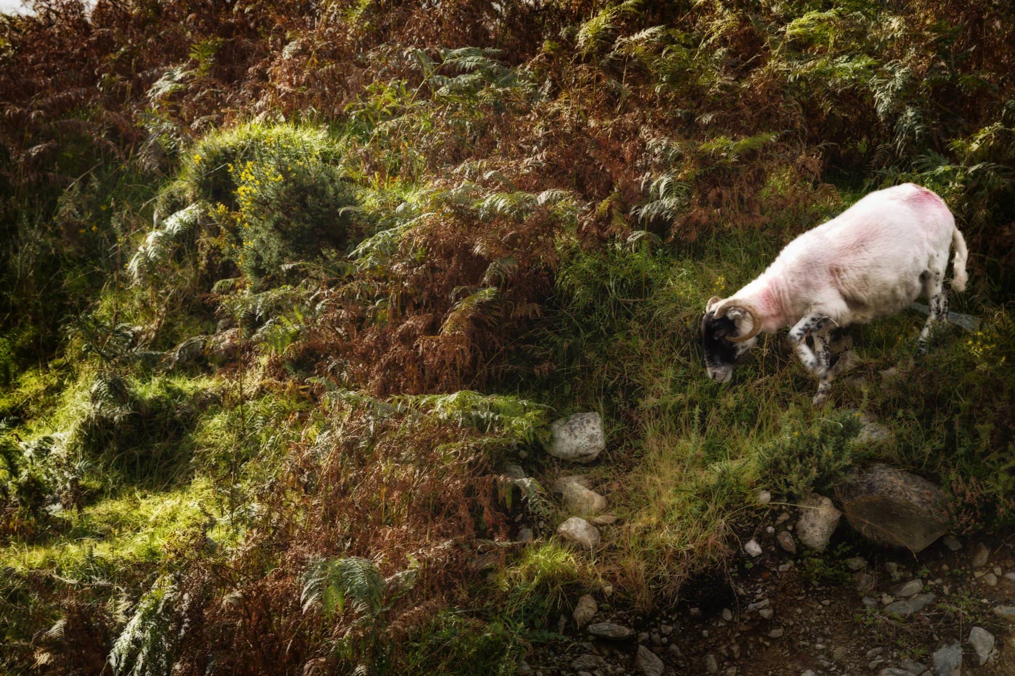 sheep0474.jpg