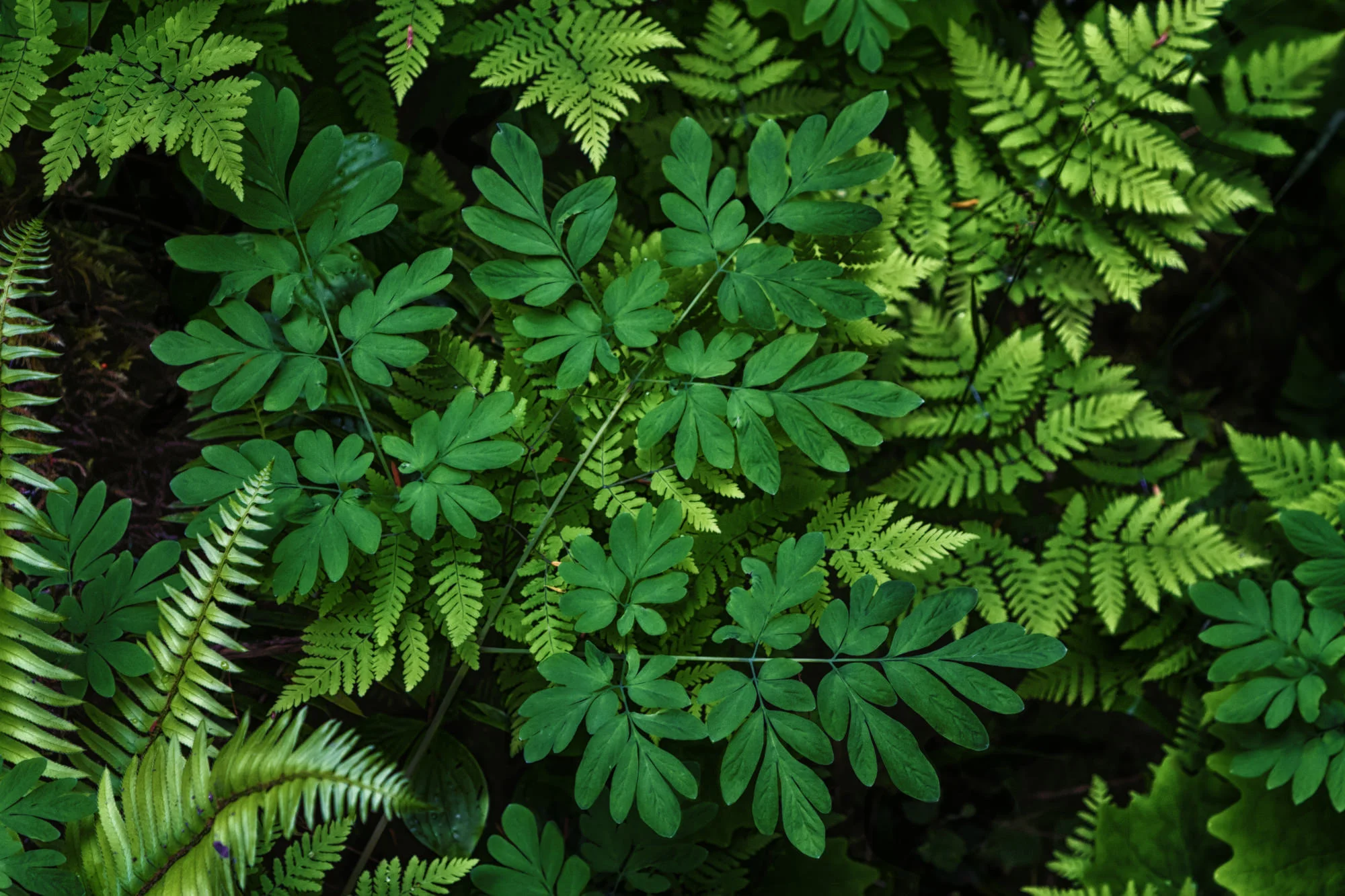 leafllayers6589.jpg