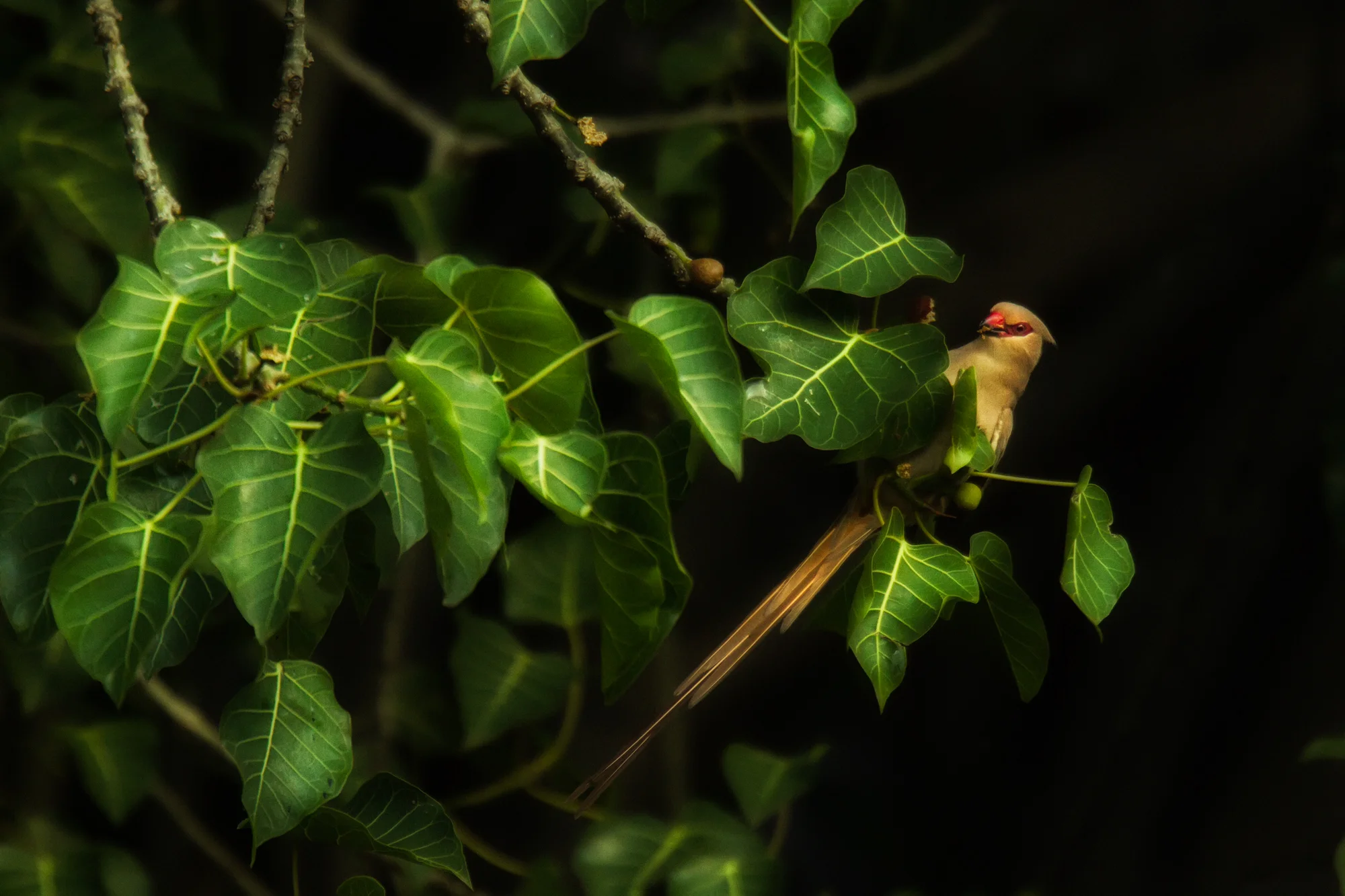 Blue-naped Mousebird