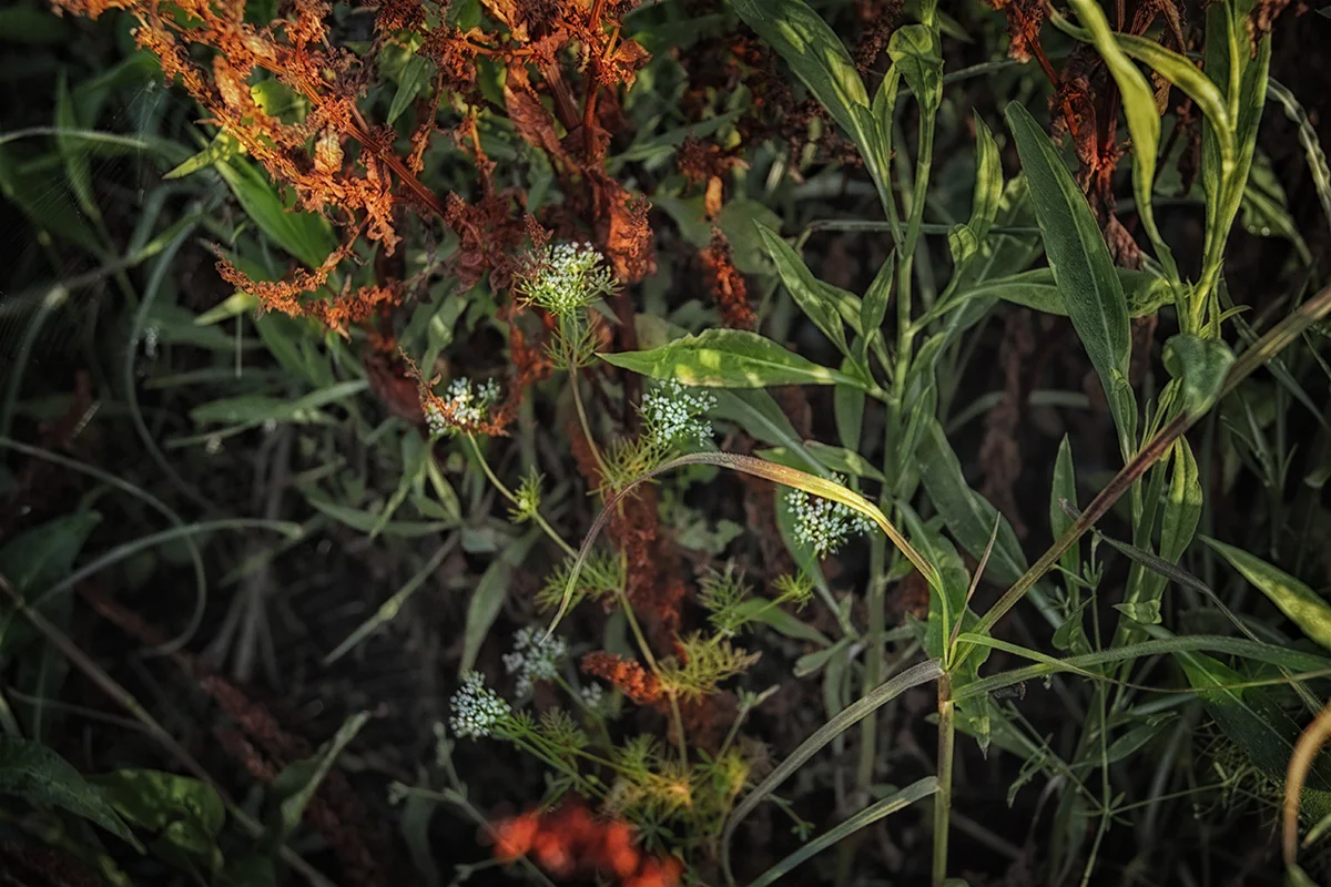 Reclaimed Celery Fields