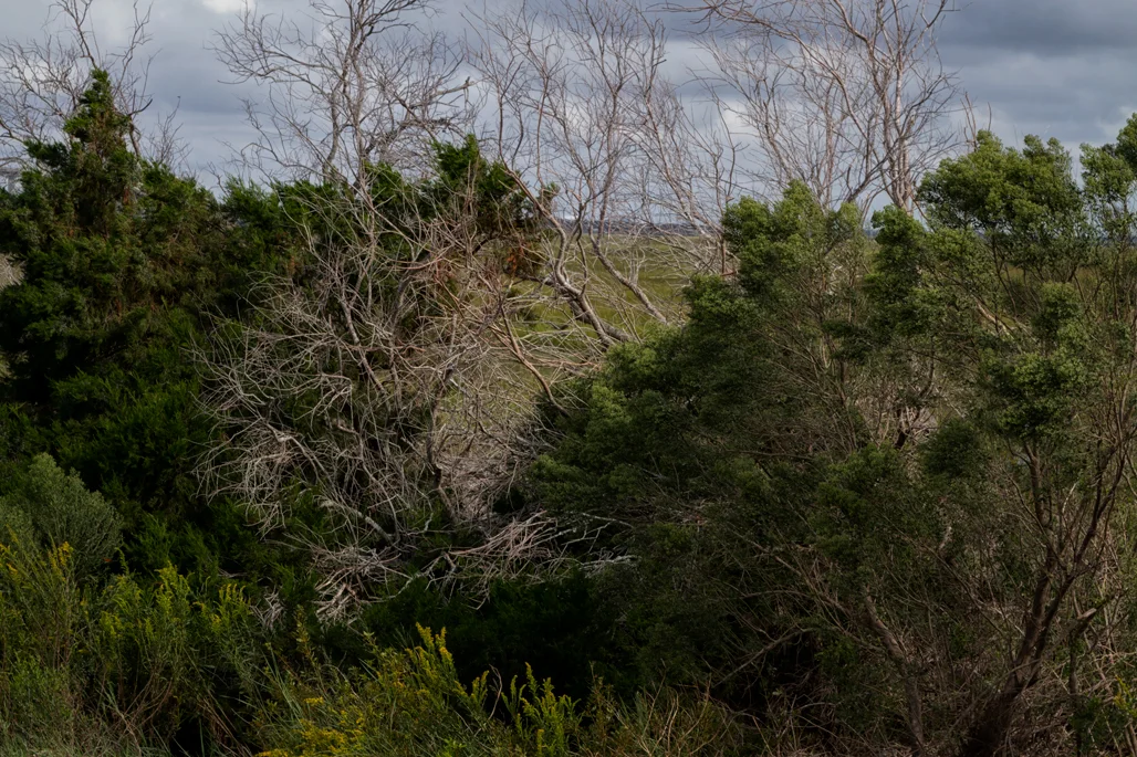 Jeckyll Island, Georgia, USA 2018