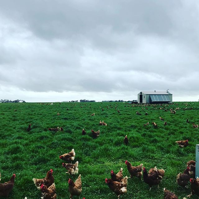 Stormy Spring mornings 💕🐔#truefreerange #caravaneggs