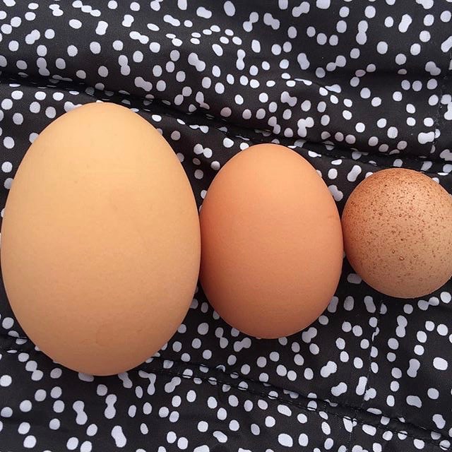 Happy World Egg Day! All different shapes and sizes these gems always a pack a nutritious punch! 👊🏼