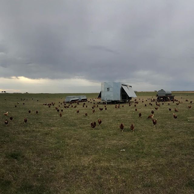 Having a nibble in the summer breeze 🌱🌻 #truefreerange #caravaneggs