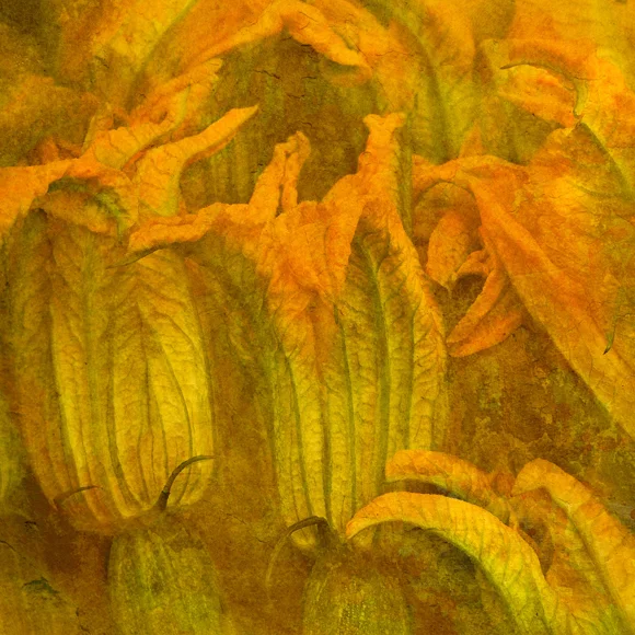 01_Fiori_di_-Zucca_2009_Rome_9187_2.layer_sq.jpg