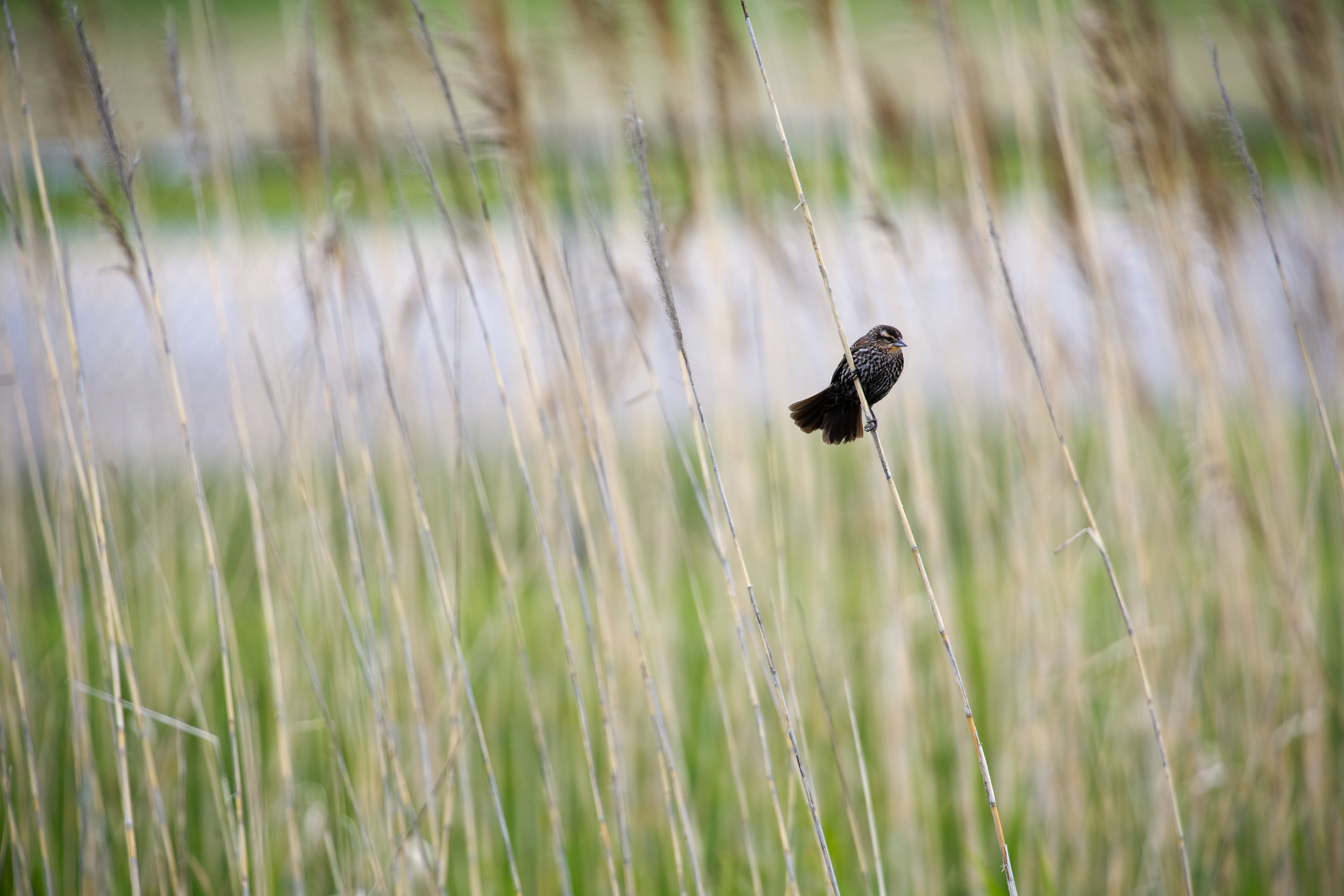  A brown sparrow hangs on during a windy day in London, Ontario.  June 1, 2015 
