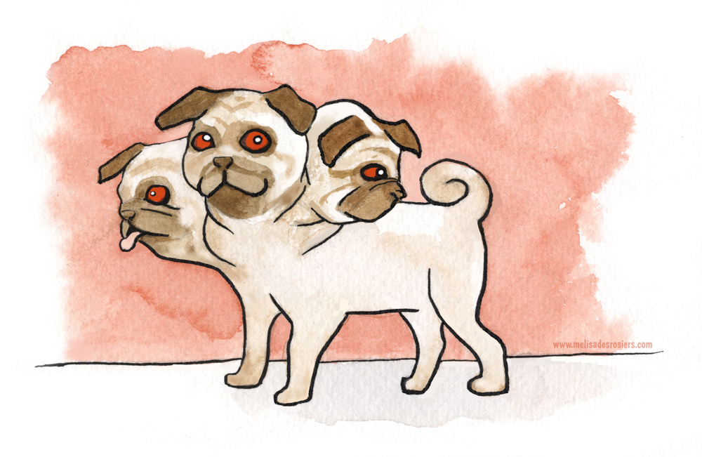 Pugcerus
