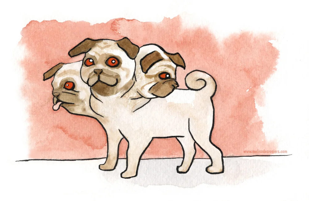 Pugcerus