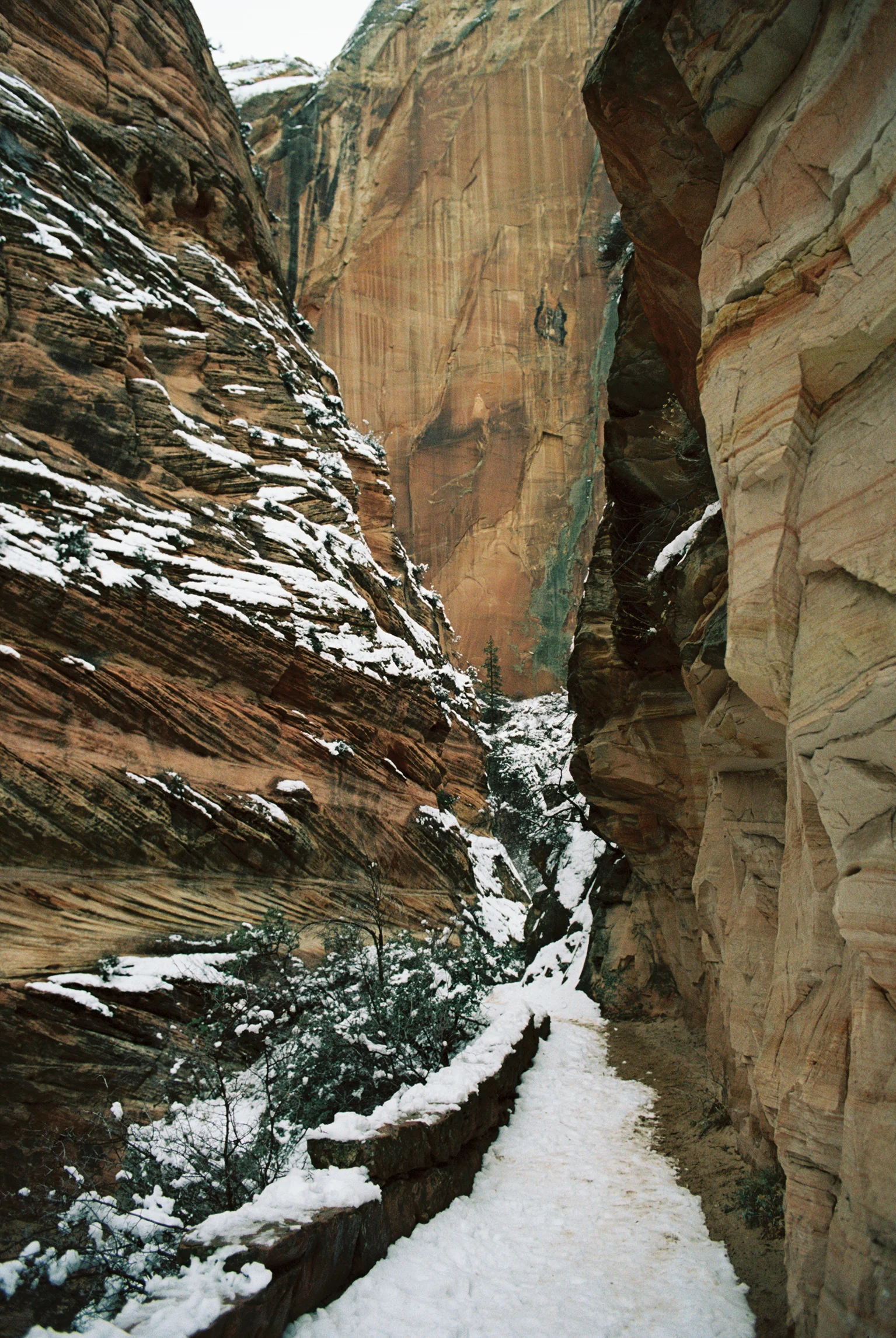 Iciar J. Carrasco_Utah_Zion_25.jpg
