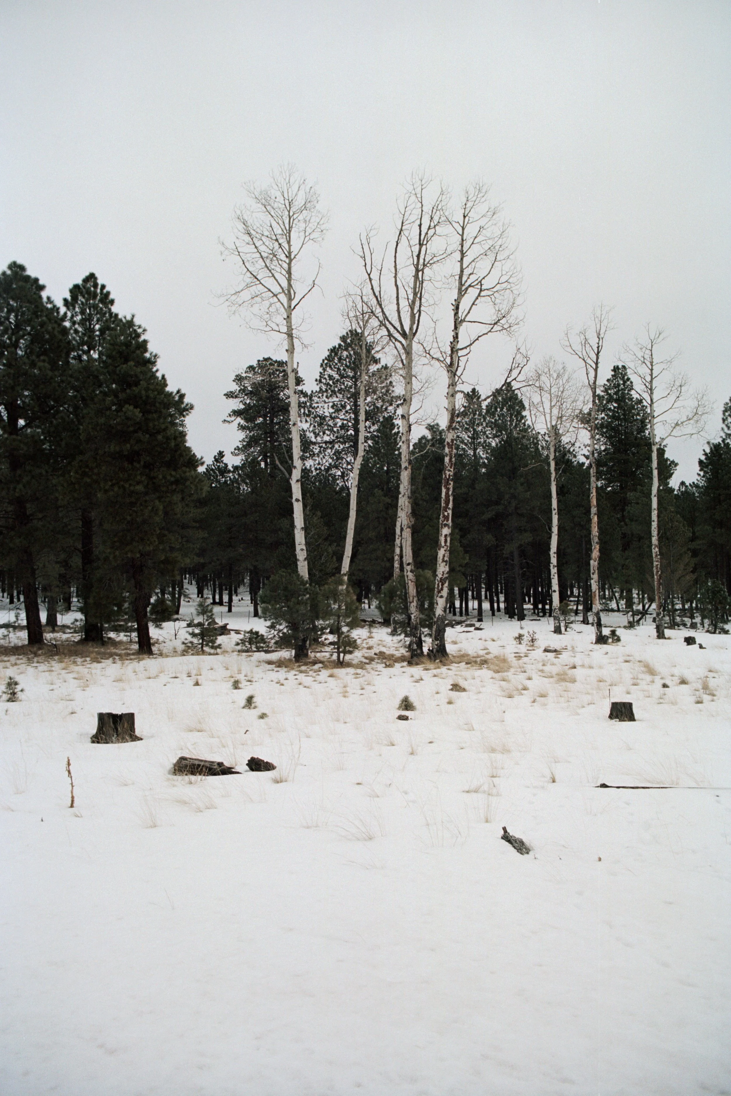 scan0011.jpg