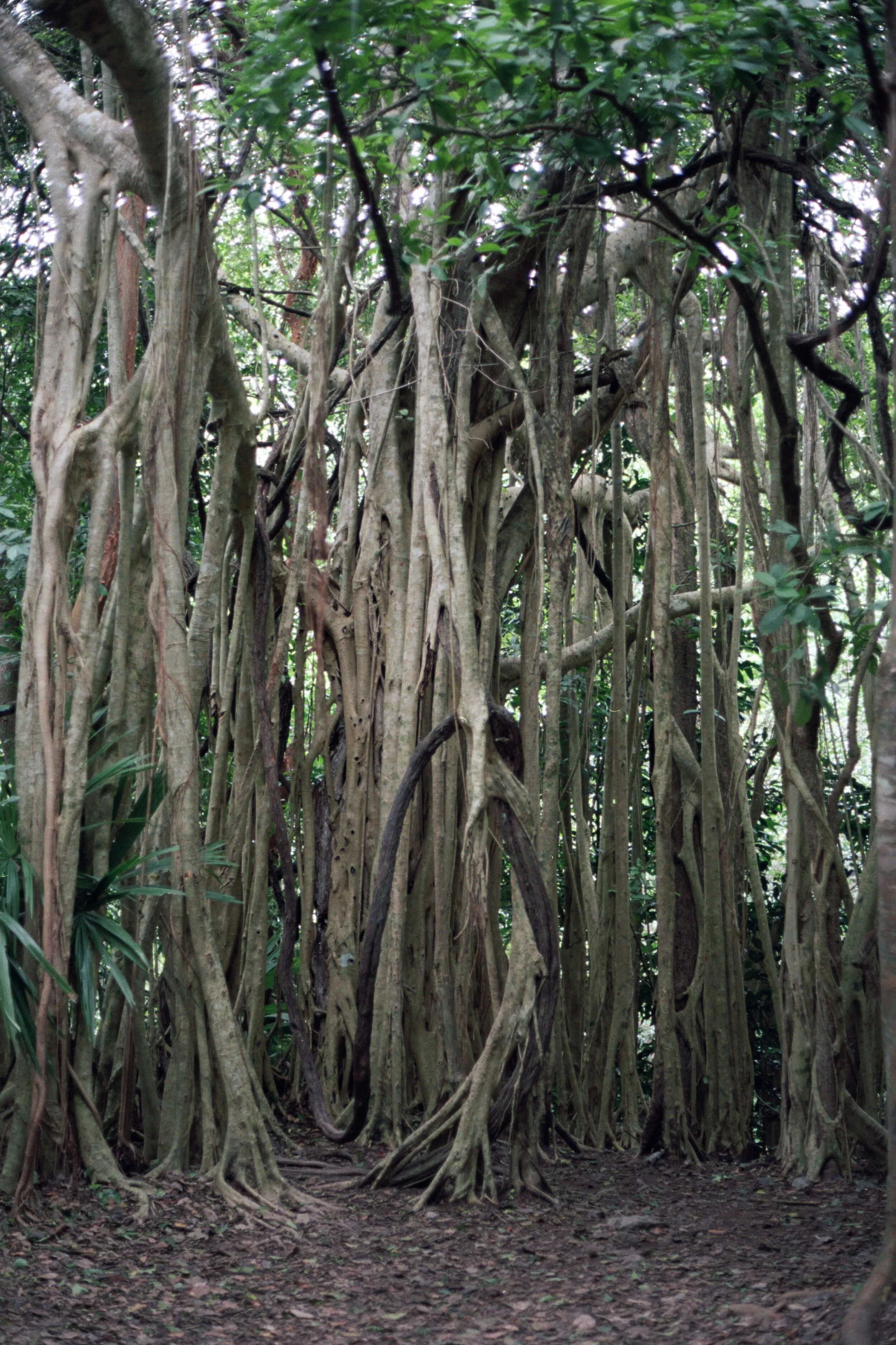 scan0014.jpg