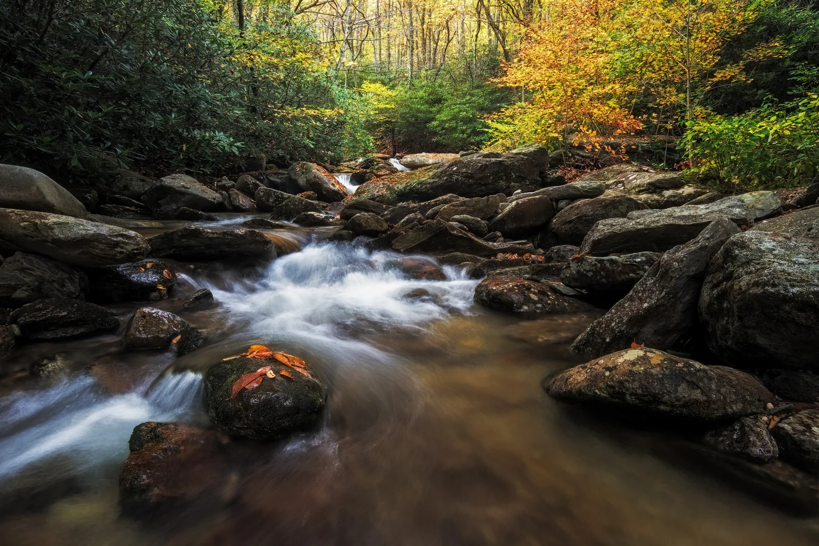 Fall Foliage Photography NC.jpg