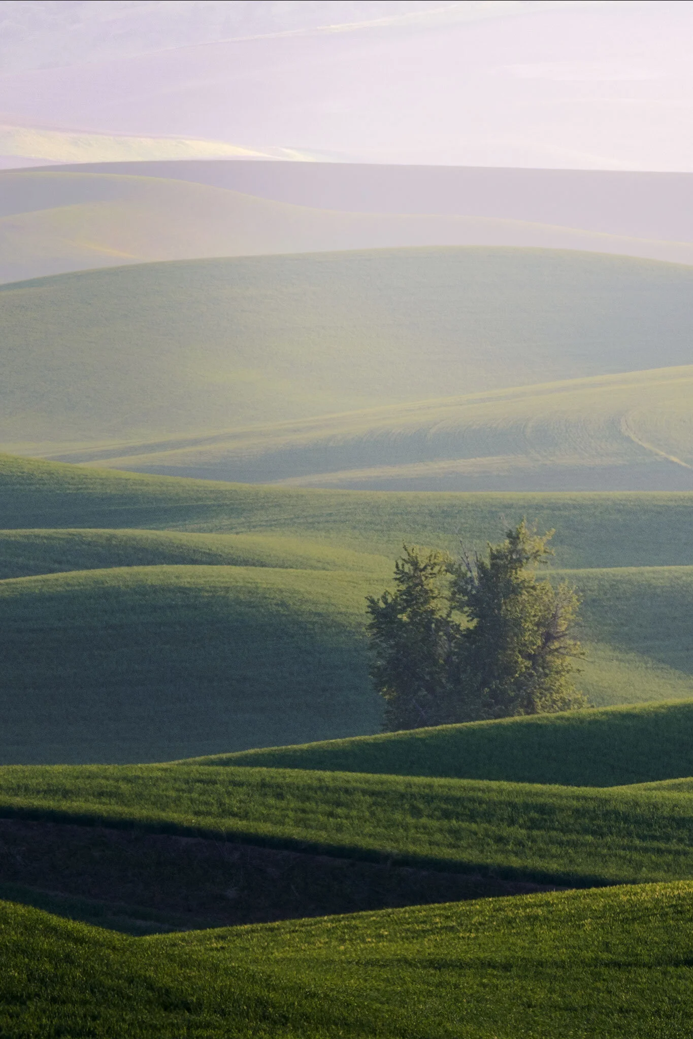 new-Palouse-3.jpg