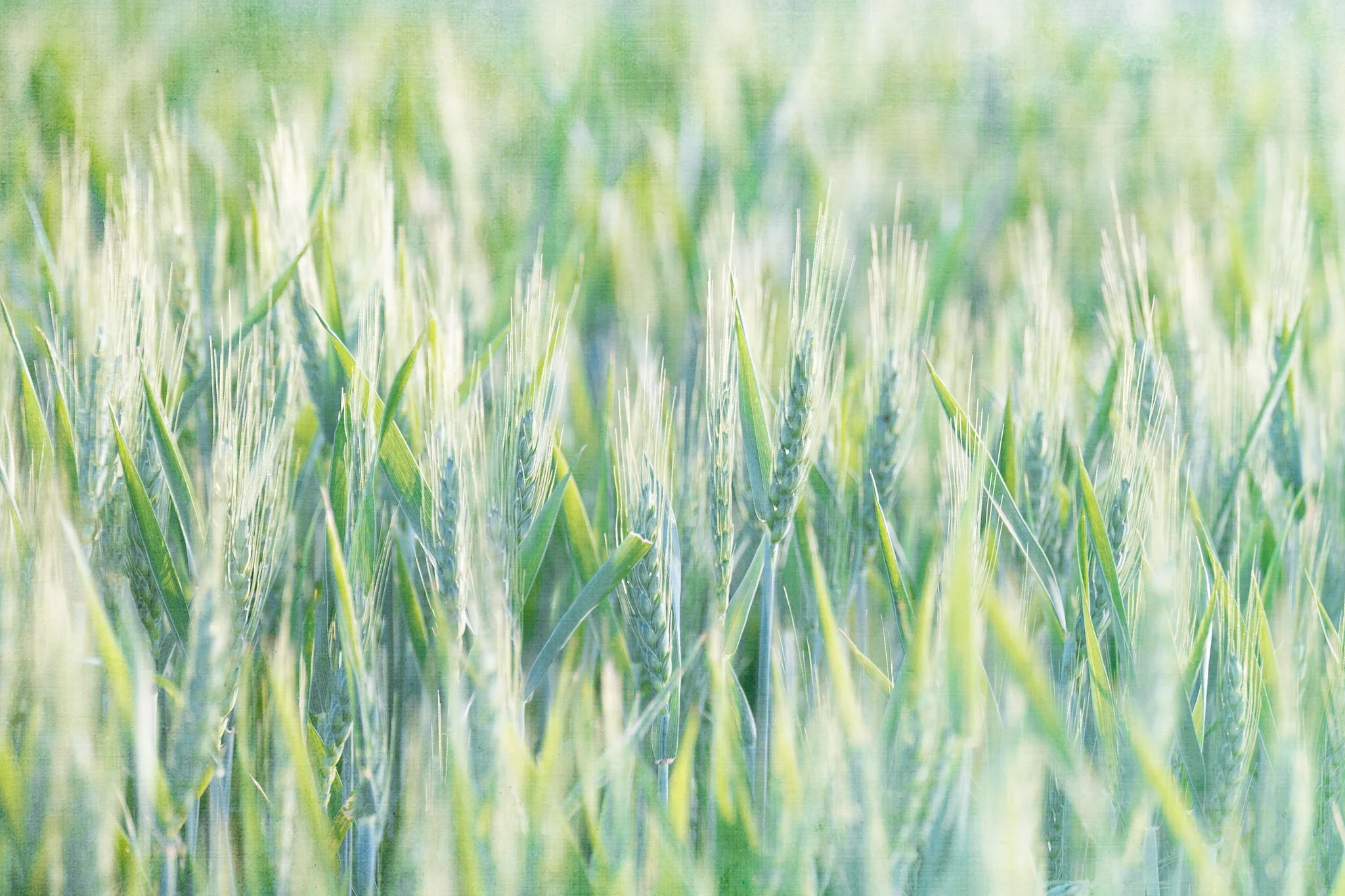 Waves-of-Wheat.jpg