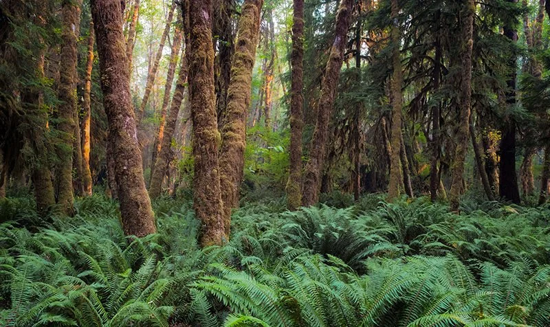 Rainforest-for-Mailchimp.jpg