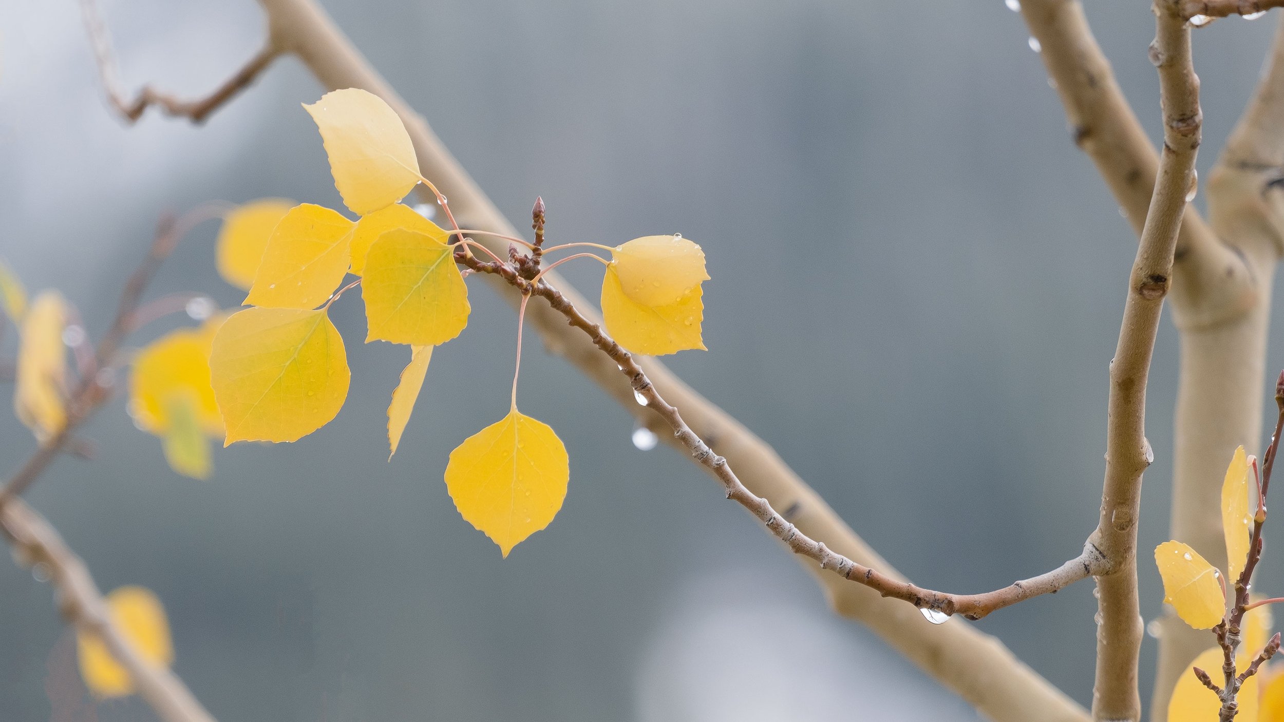 Intimate-Autumn-for-web.jpg