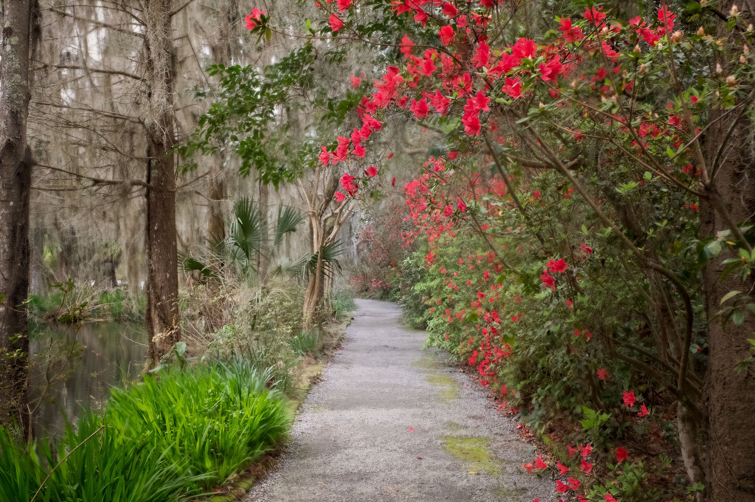 Azalea-Walkway.jpg