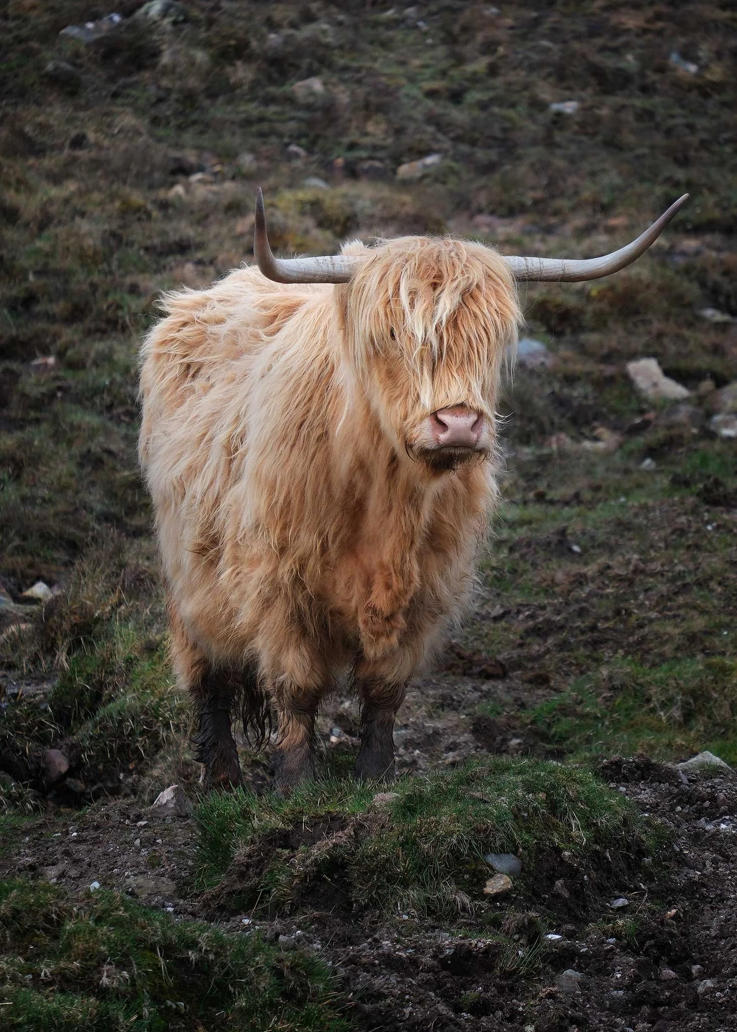 Highland-Cow-for-web.jpg