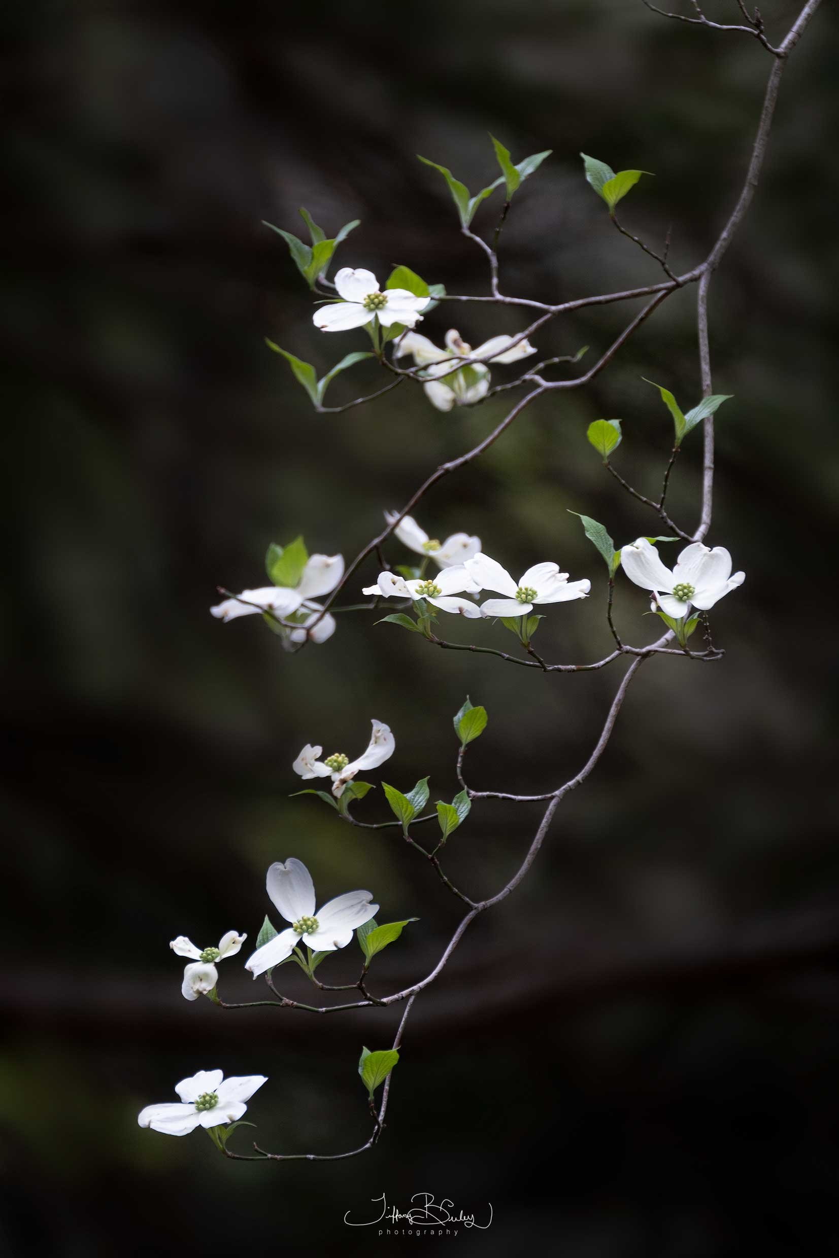 Descending-Dogwood-with-logo.JPG