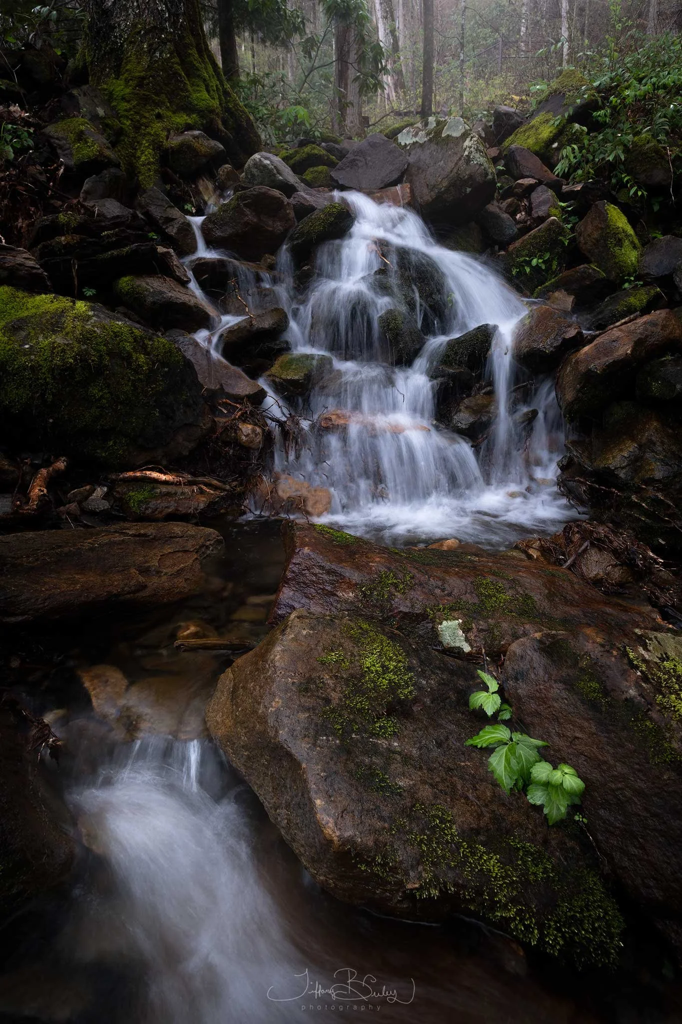 Hidden-Falls-Smokies-with-logo.JPG