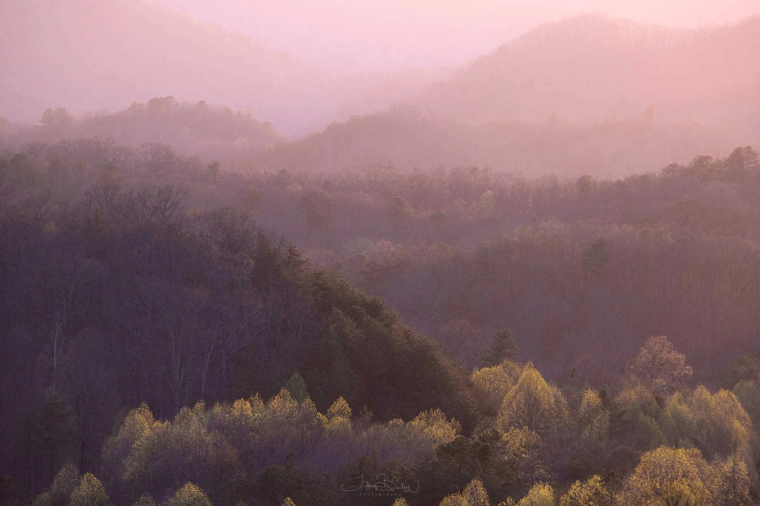 Smokies-In-Blush-with-logo 2.JPG