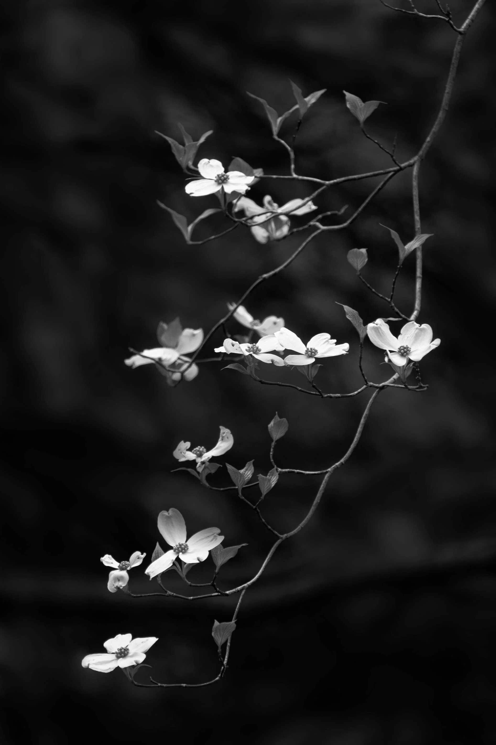 black-and-white-dogwoods.jpg