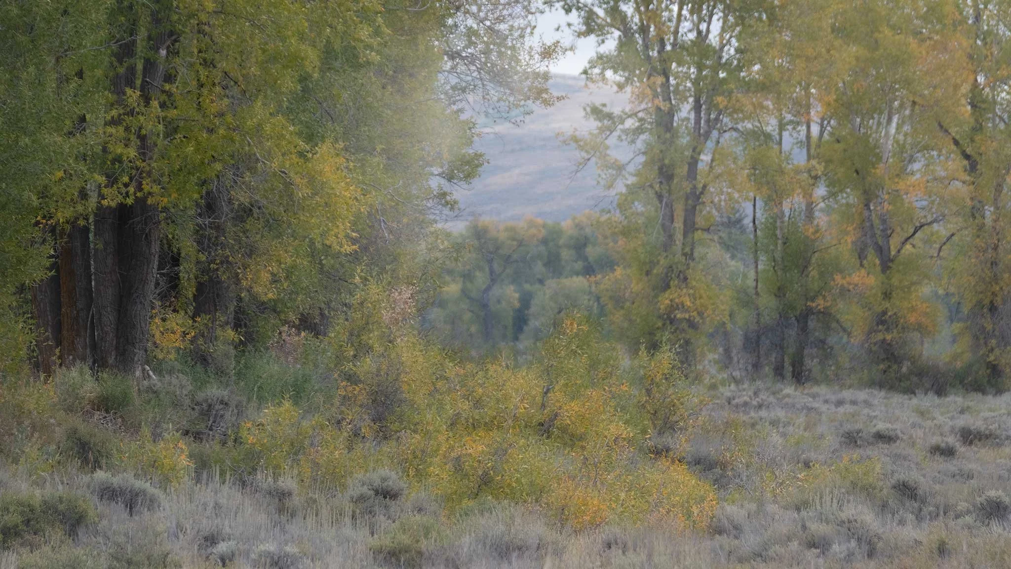 Tetons-Cottonwood-Dreams-for-web.jpg