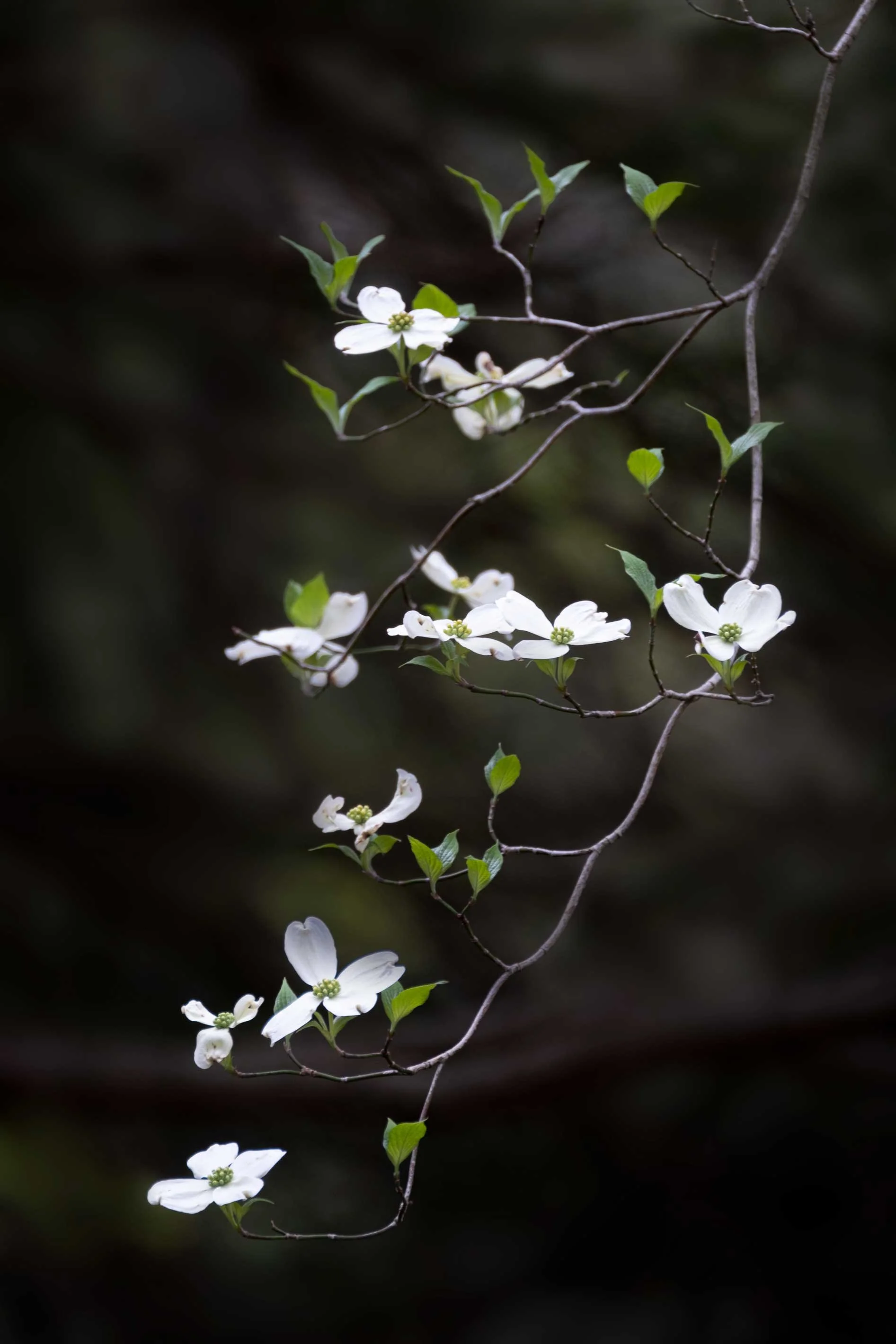 Color-dogwoods.jpg